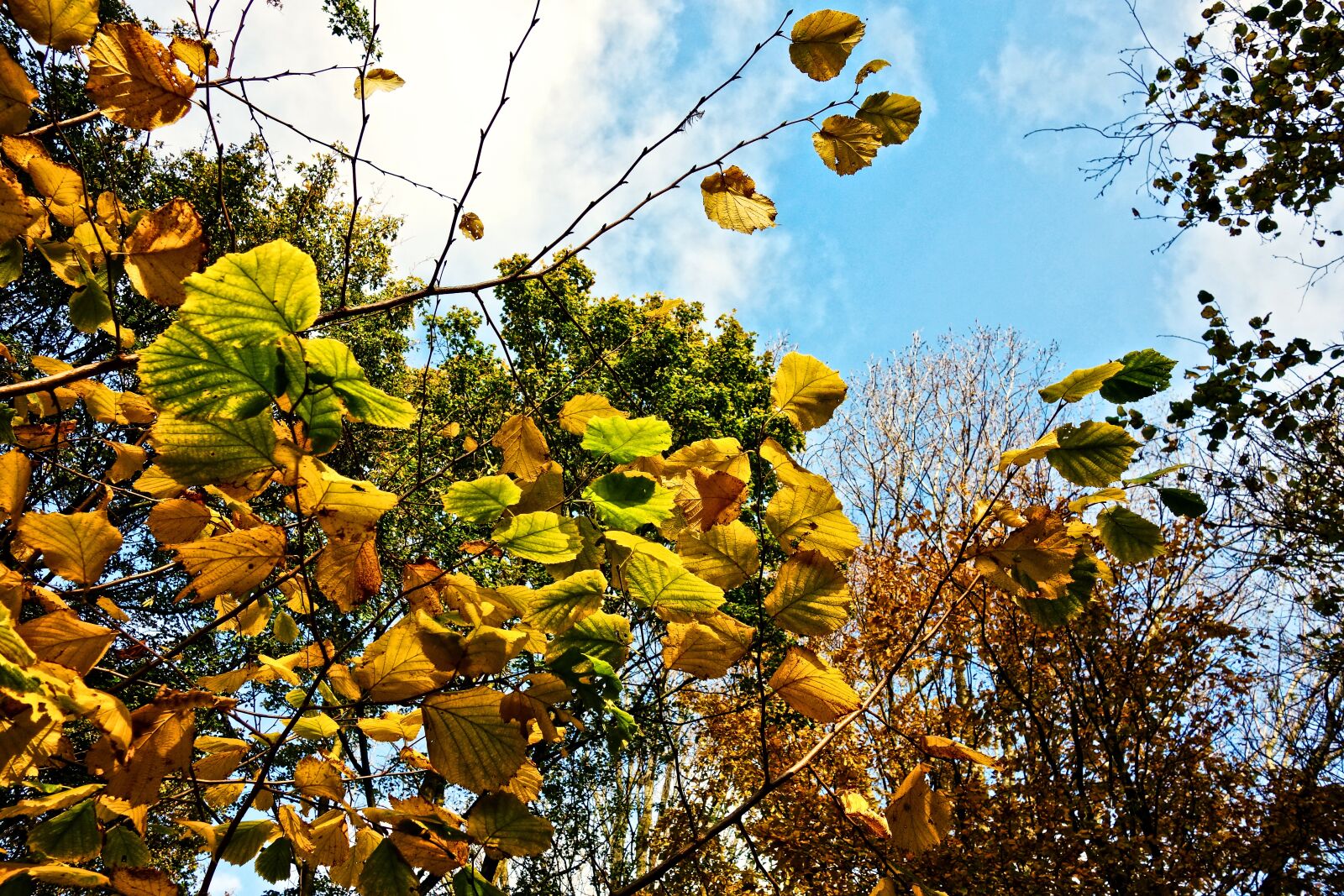 Sony Cyber-shot DSC-RX100 sample photo. Branch, leaves, foliage photography