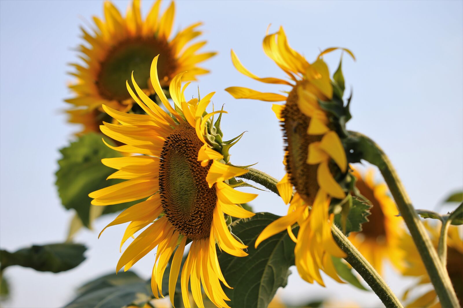 Canon EF 70-300 F4-5.6 IS II USM sample photo. Agriculture, sunflowers, bloom photography