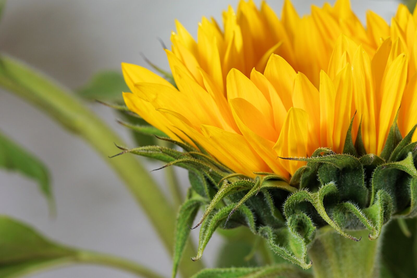 Sony a6000 + E 60mm F2.8 sample photo. Sunflower, flower, blossom photography