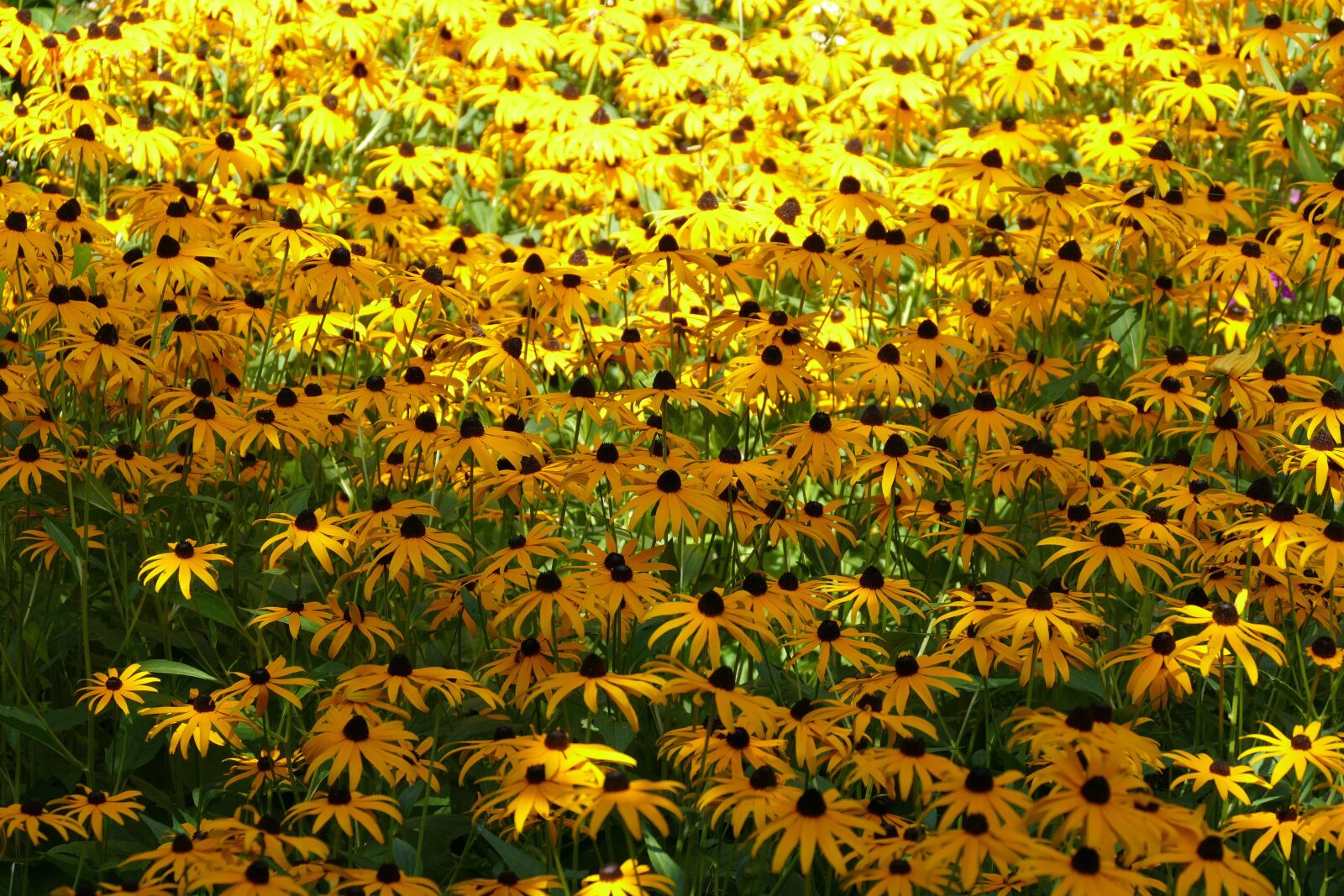 Panasonic Lumix DMC-FZ1000 sample photo. Echinacea, flowers, coneflower photography