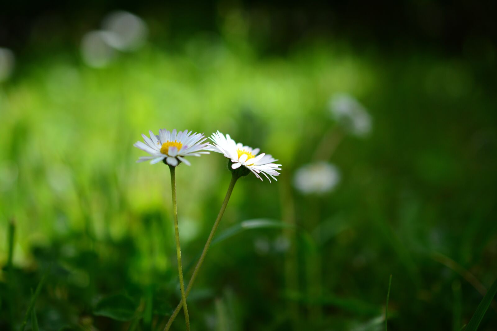 Nikon D5200 sample photo. Daisy, meadow, grass photography