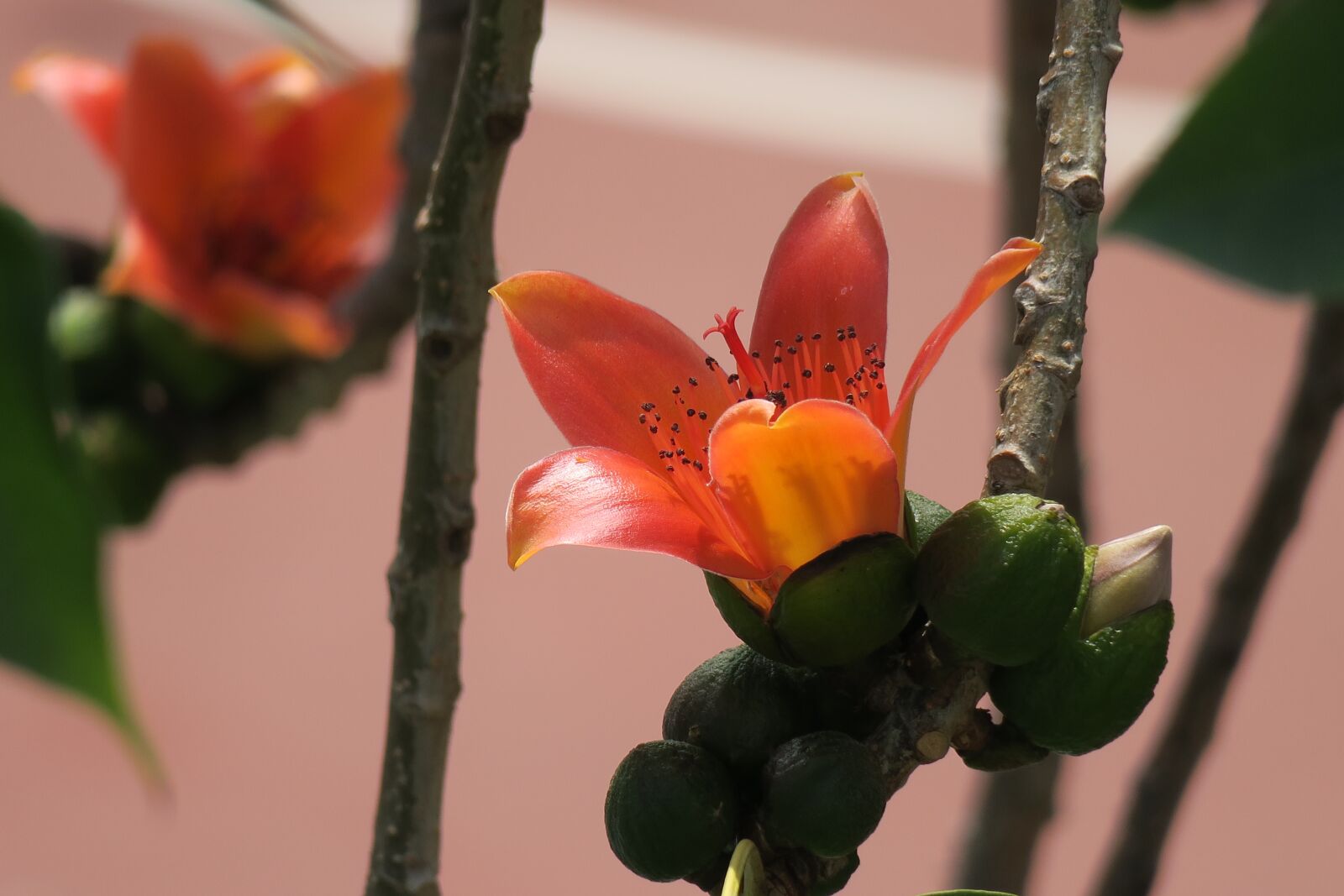 Canon PowerShot G3 X sample photo. Flower, nature, plant photography