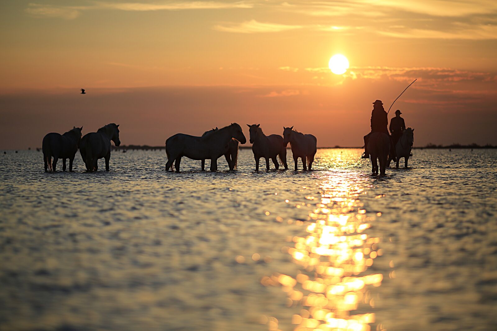 Canon EOS 5D Mark III sample photo. Horses, horse, mane photography