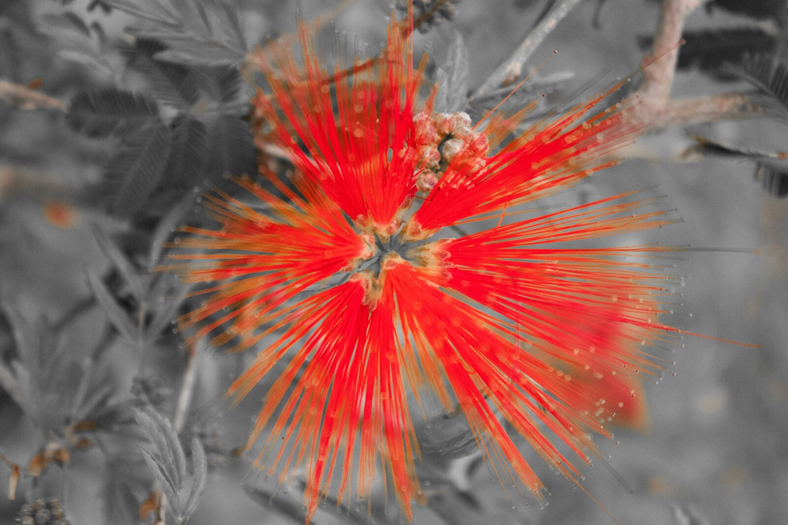 Canon EOS 200D (EOS Rebel SL2 / EOS Kiss X9) sample photo. Flower, red, flowers photography
