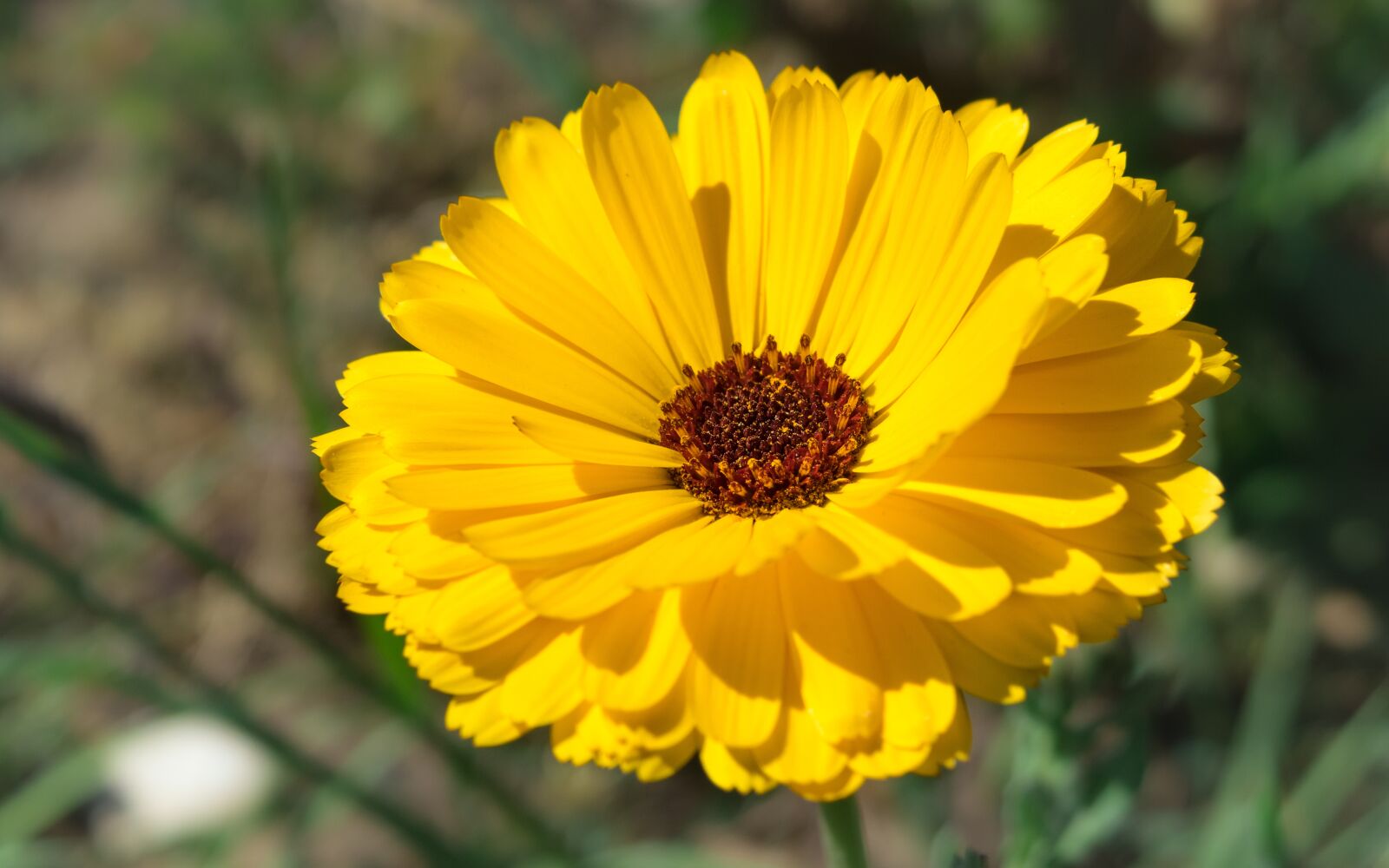 Canon PowerShot G3 X sample photo. Marigold, flower, blossom photography