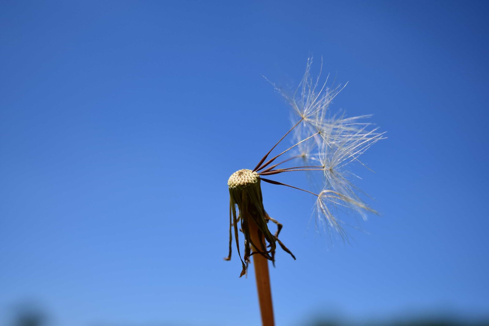 Nikon D3300 sample photo. Blue sky, herb, plant photography