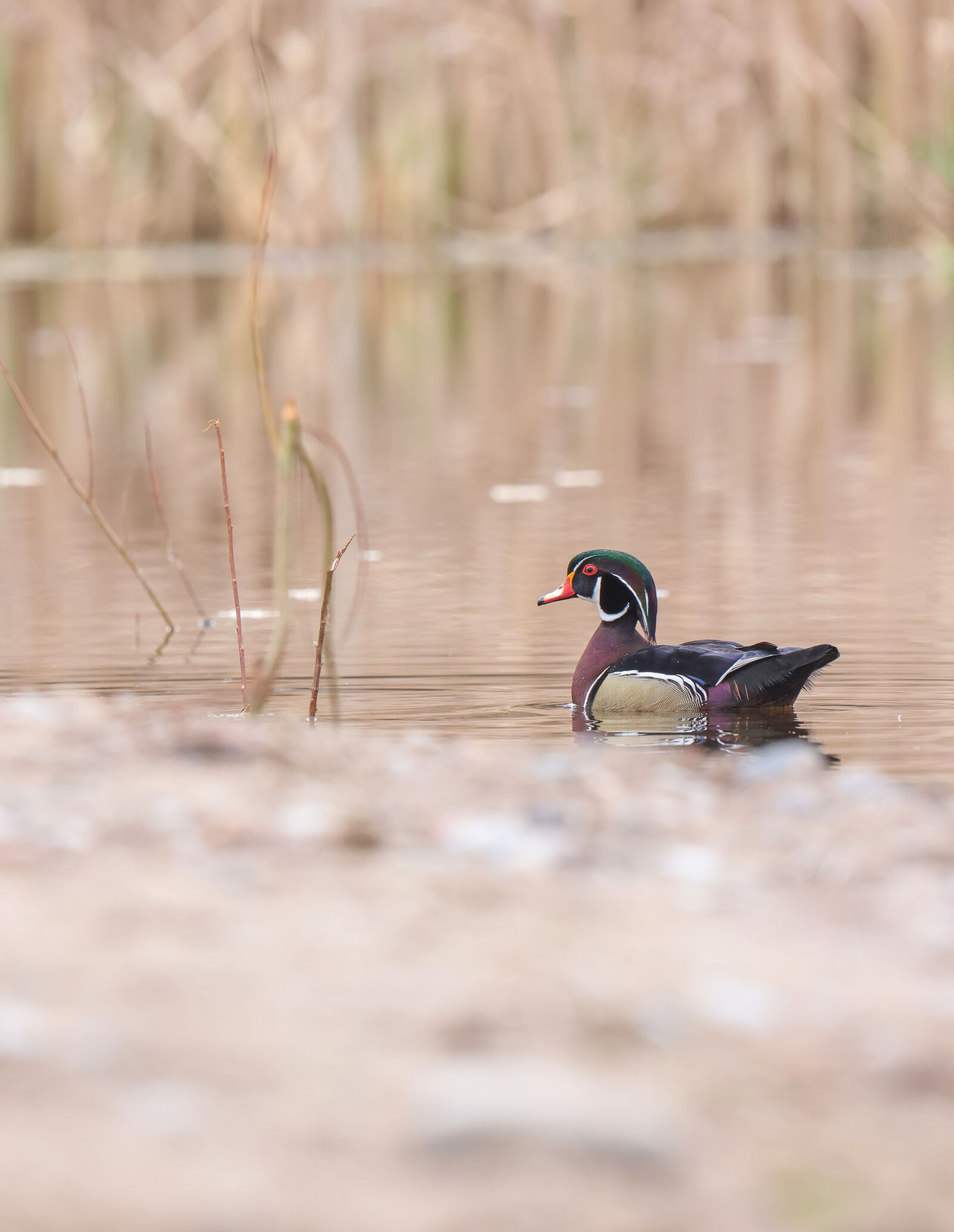 Sigma 60-600mm F4.5-6.3 DG OS HSM | S sample photo. Sigma 60-600mm sport canon photography