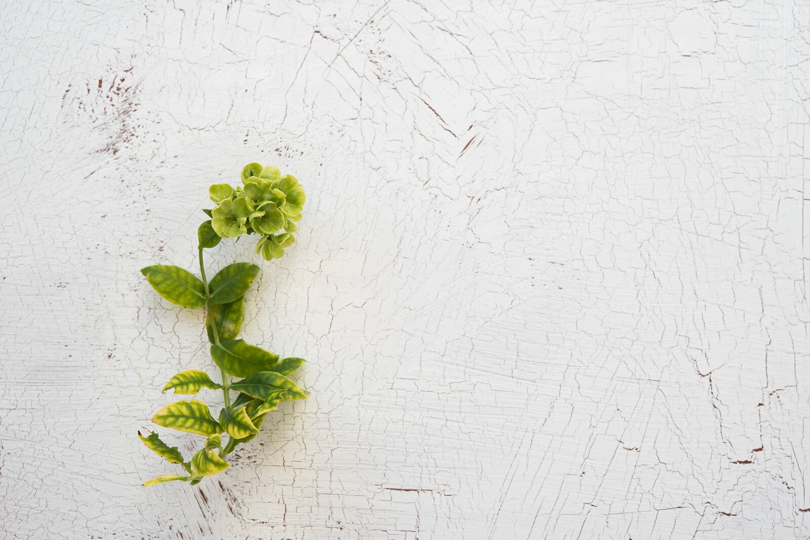 Nikon D750 sample photo. Plant, green, background photography