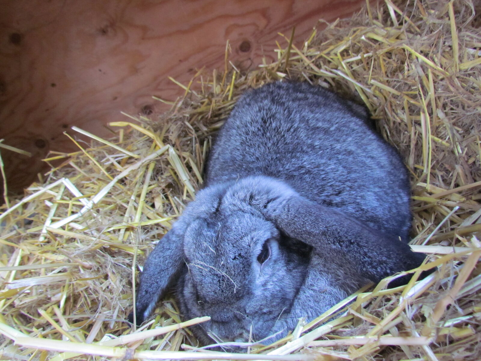 Canon PowerShot SX30 IS sample photo. Adorable, animal, baby, bunny photography