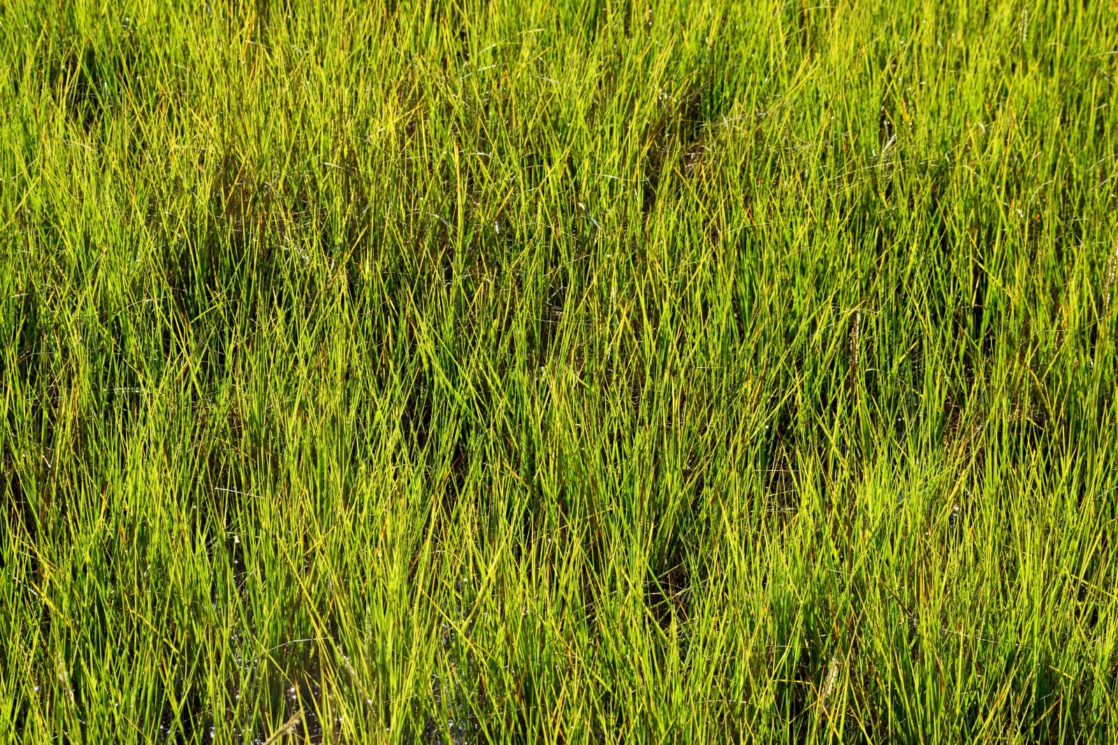 Nikon D3300 sample photo. Swamp grass, wetland, swamp photography