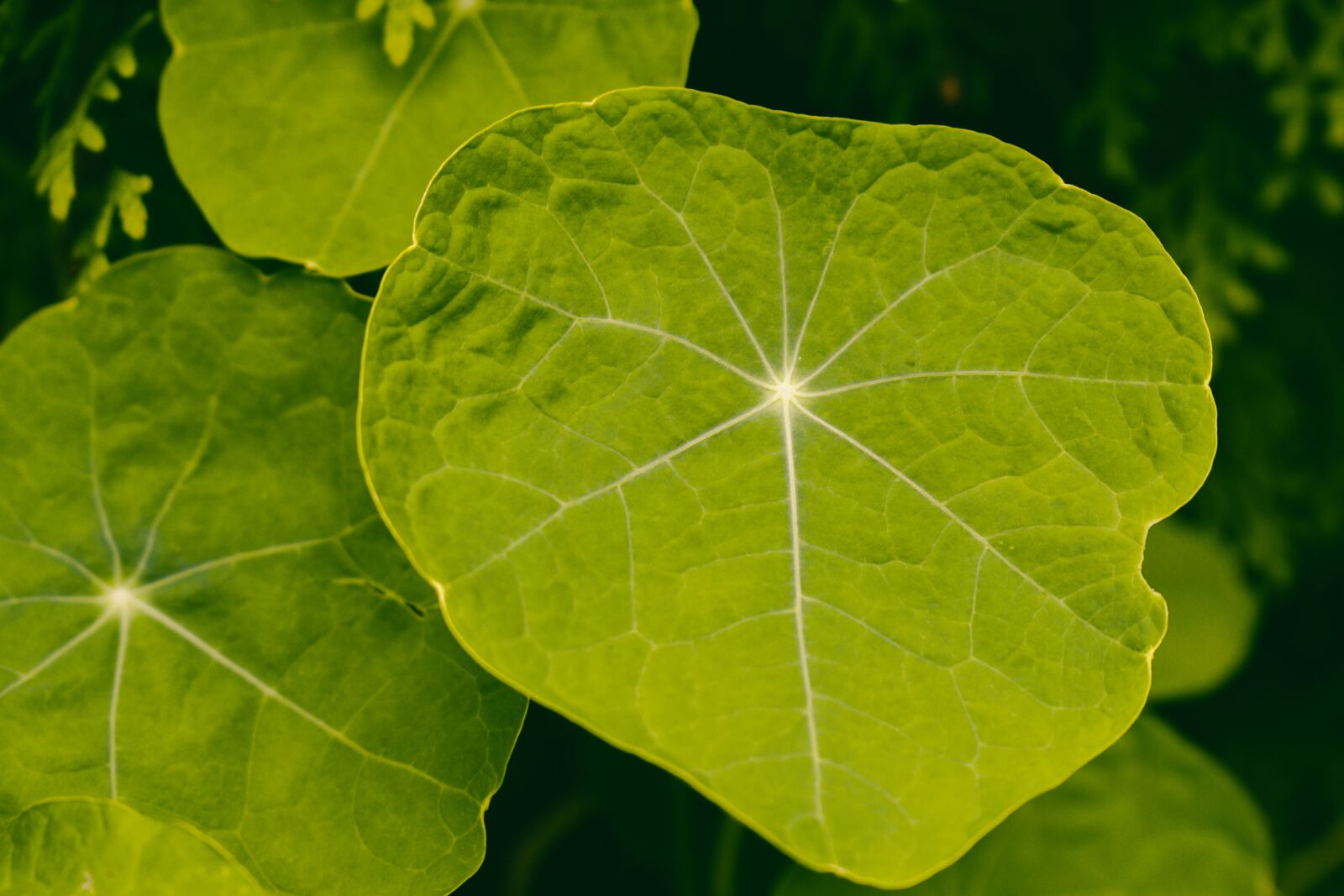 Nikon D5600 sample photo. Leafs, green, texture photography