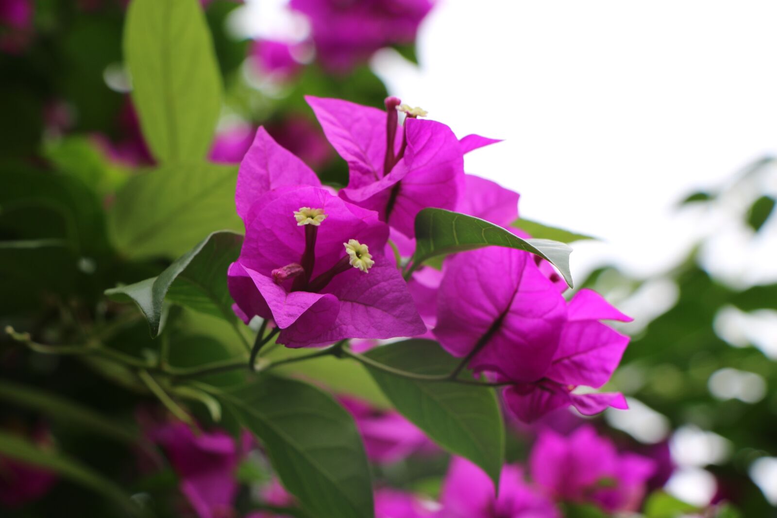 Canon EOS 70D sample photo. Plant, purple, nature photography