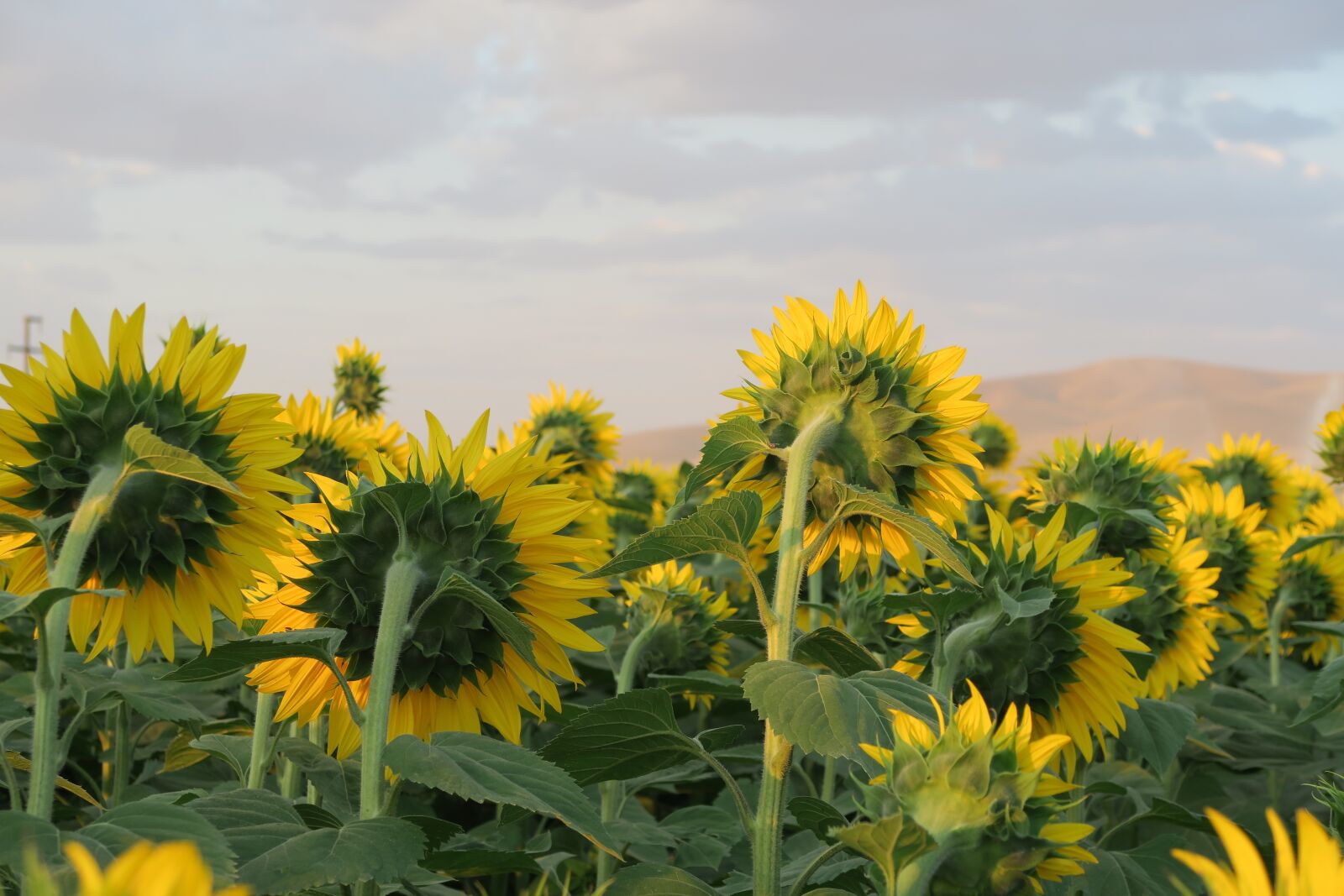 Canon PowerShot G7 X sample photo. Sunflower, facing the day photography
