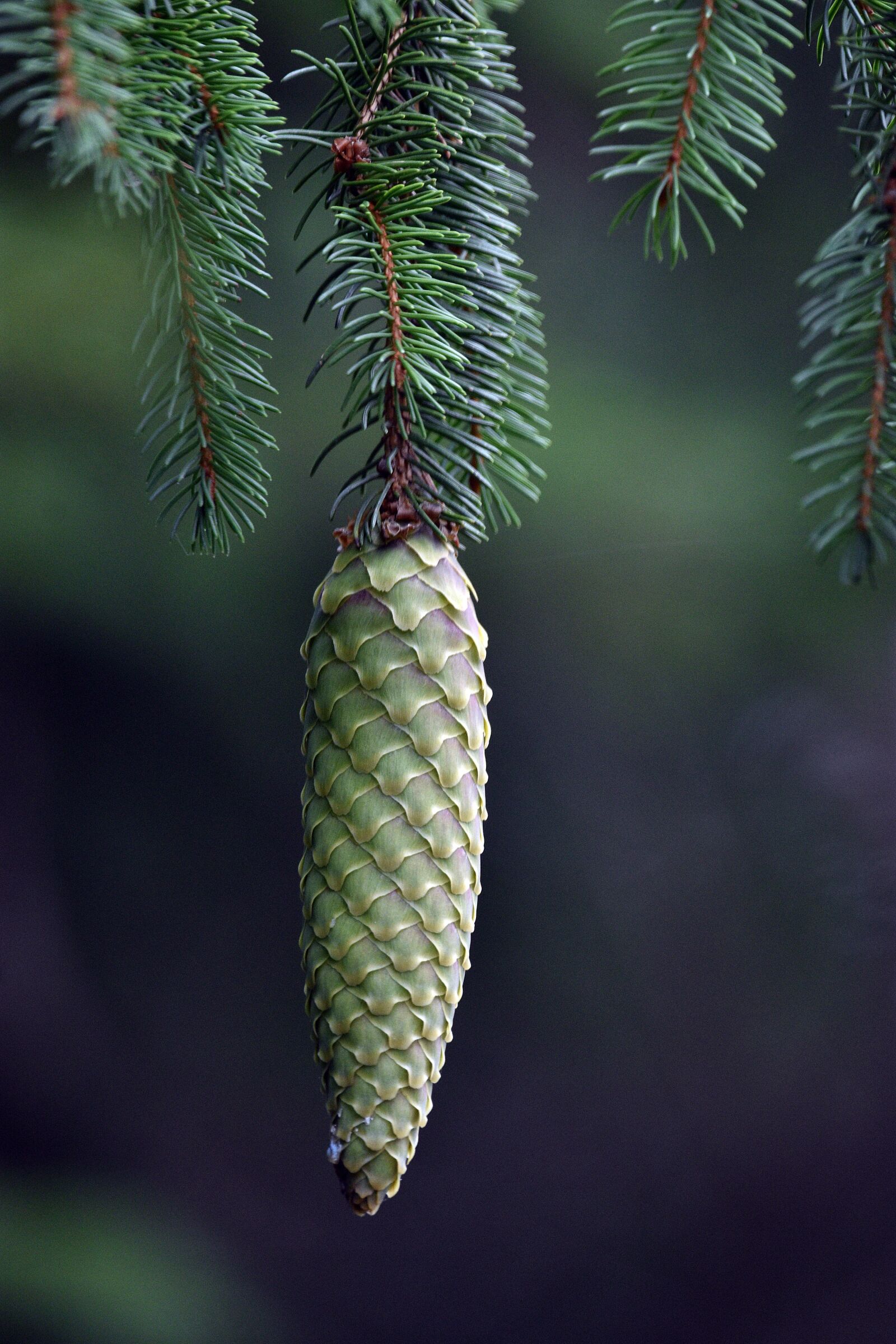 Nikon D3400 sample photo. Pine cone, spruce, tree photography