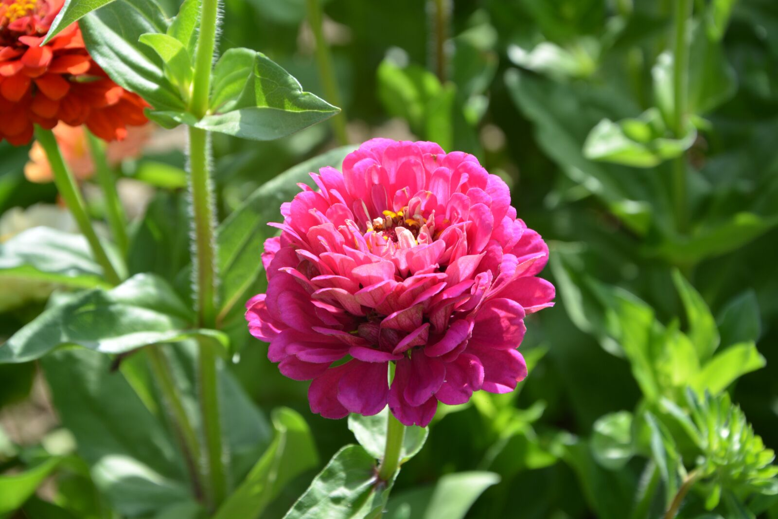 Nikon D5200 sample photo. Flower, flowers, petals photography