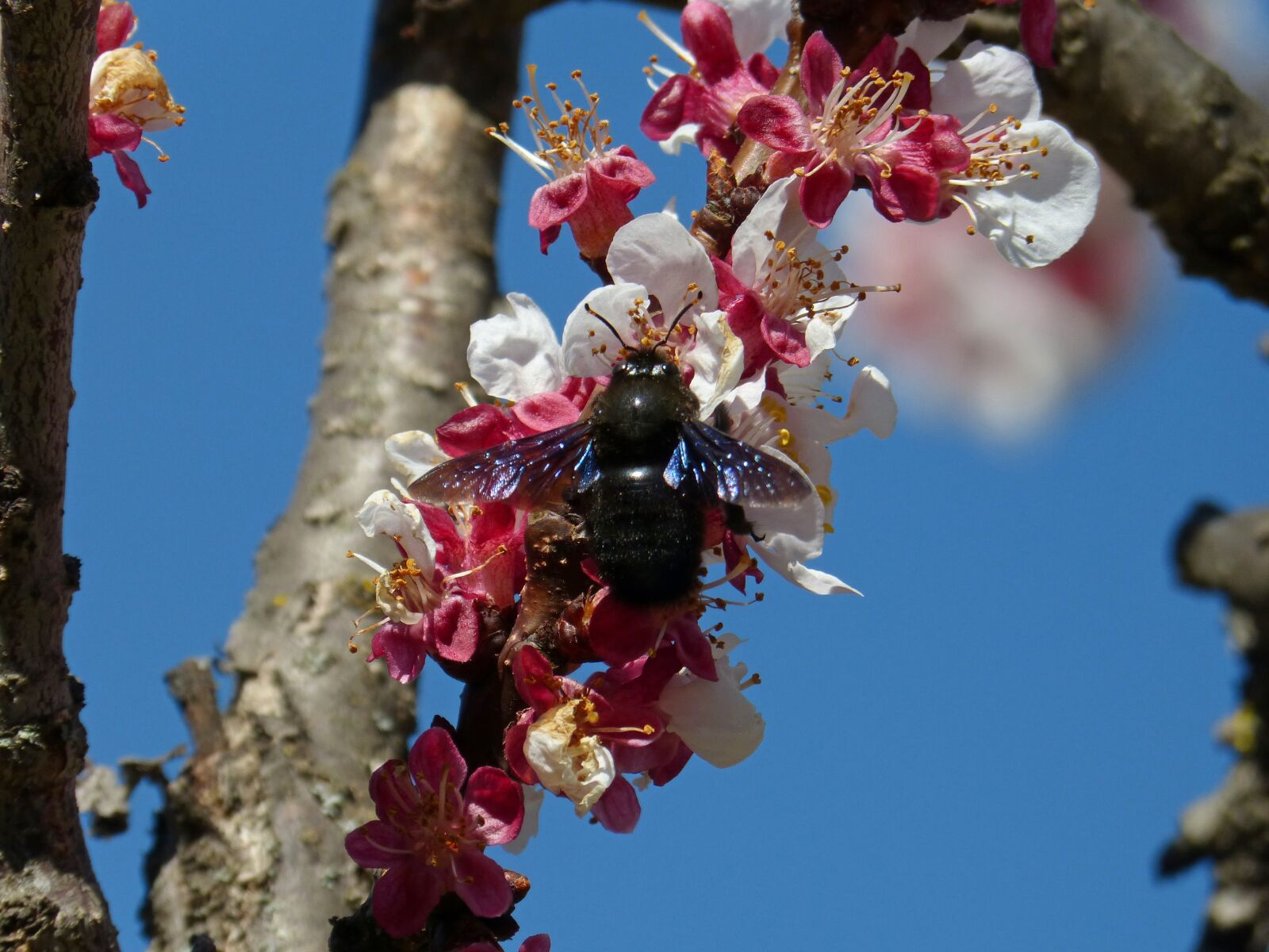 Panasonic DMC-FZ62 sample photo. Almond tree, flower, drone photography