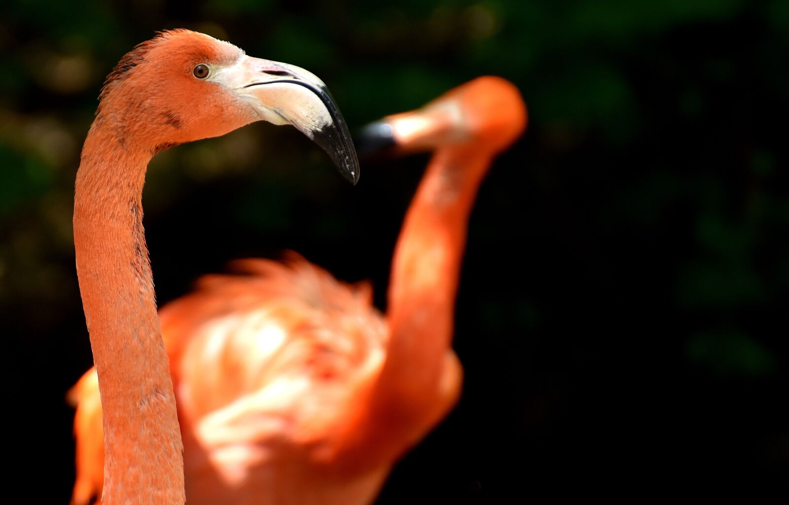Nikon D7200 sample photo. Flamingo, bird, colorful photography