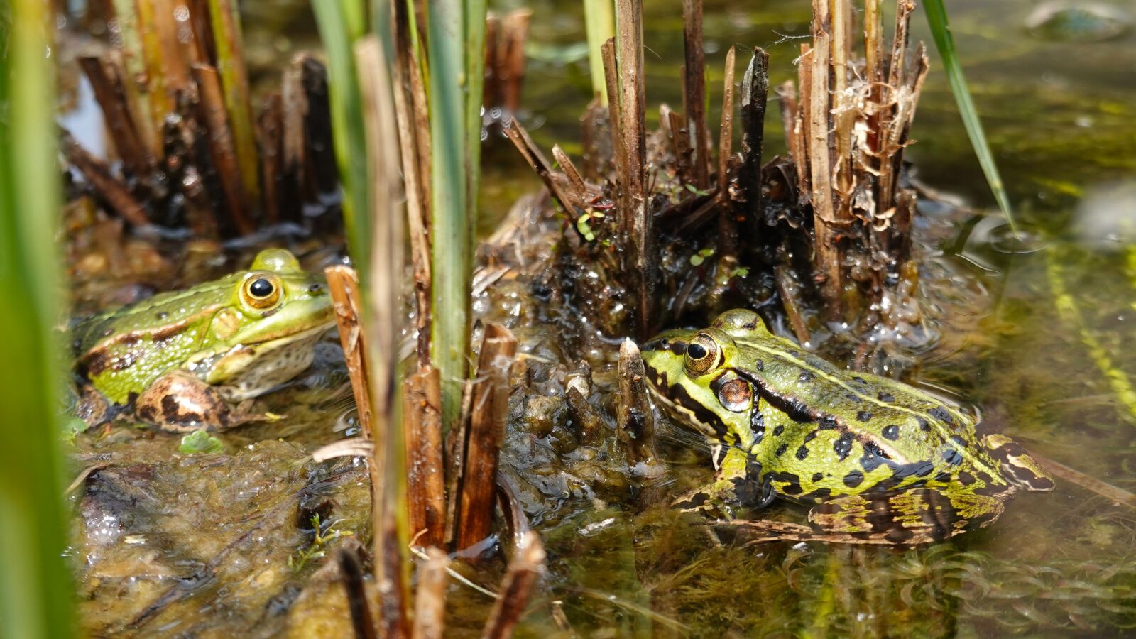 Sony Cyber-shot DSC-RX100 VI sample photo. Frogs, green frogs, amphibians photography