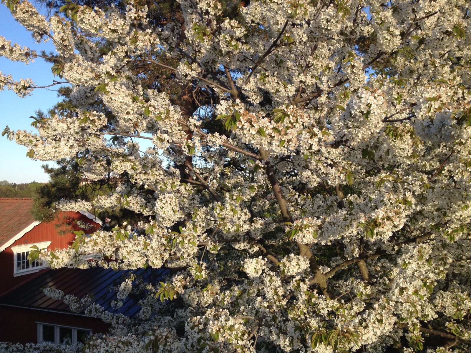 iPhone 4S back camera 4.28mm f/2.4 sample photo. Bloom, tree photography