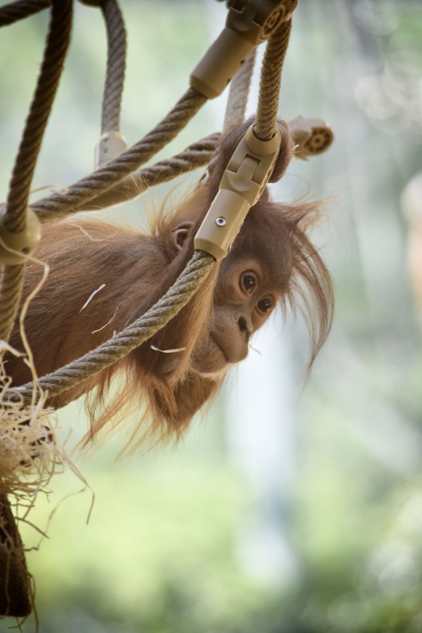 Nikon D3300 sample photo. Monkey, orangutan baby, animal photography
