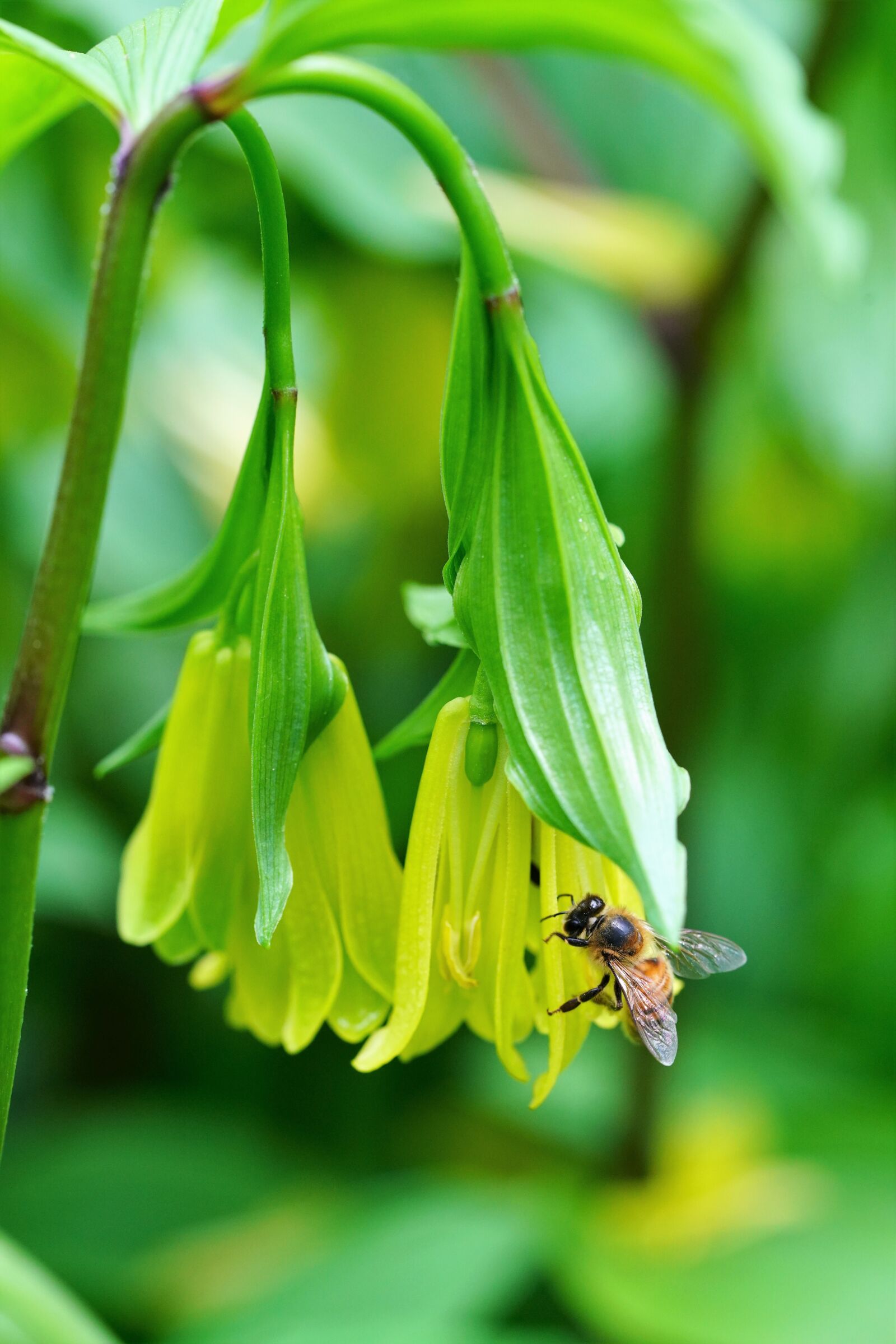 Sony a7R III + Sony FE 90mm F2.8 Macro G OSS sample photo. Flower, nature, summer photography