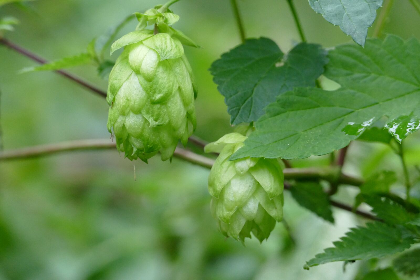 Panasonic Lumix DMC-FZ1000 sample photo. Nature, hops, green photography