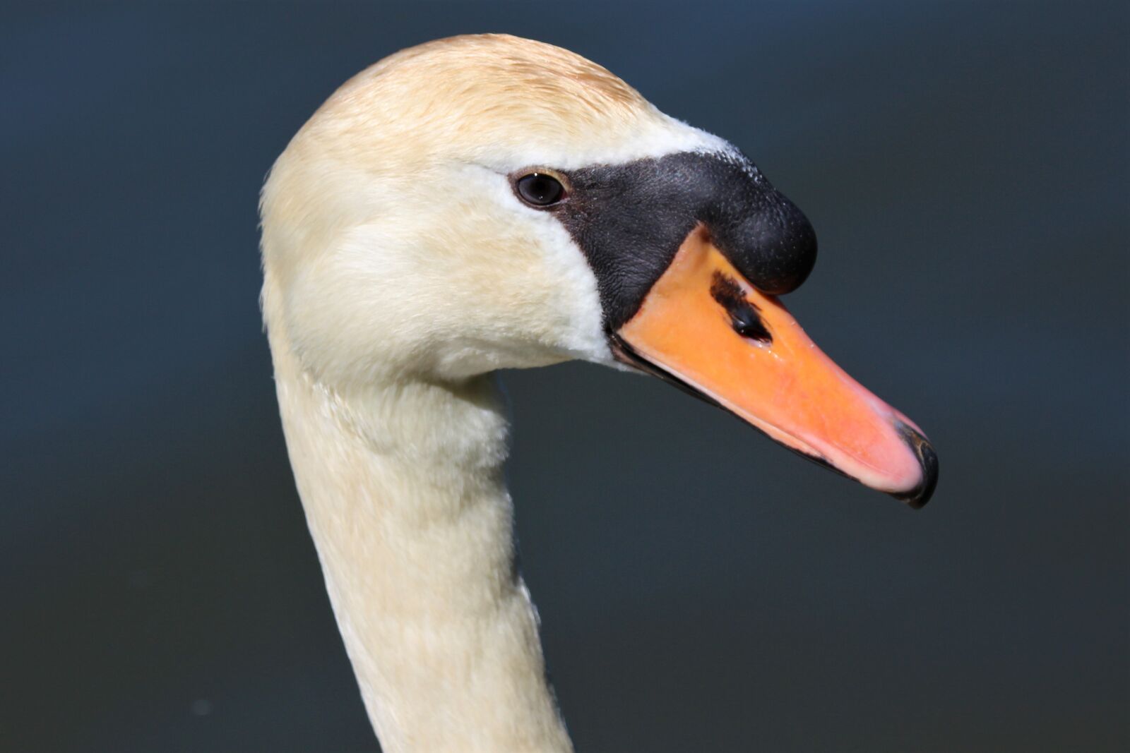 Canon EOS 700D (EOS Rebel T5i / EOS Kiss X7i) sample photo. Animal, swan, bird photography