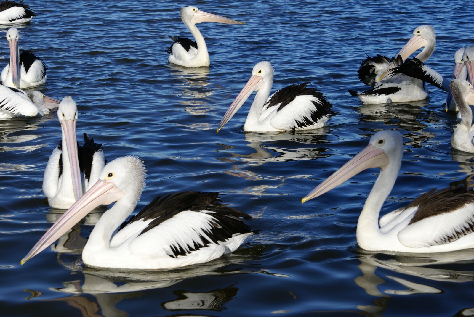 Sony Alpha DSLR-A100 sample photo. Pelican, water, bird photography