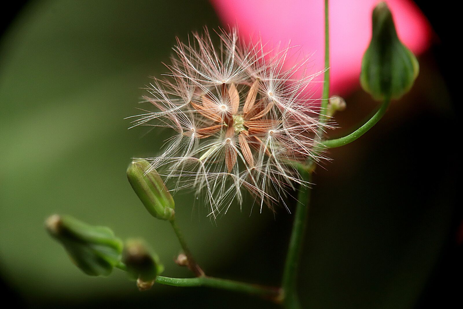 Canon EOS M50 (EOS Kiss M) sample photo. Harp of falcon eastern photography