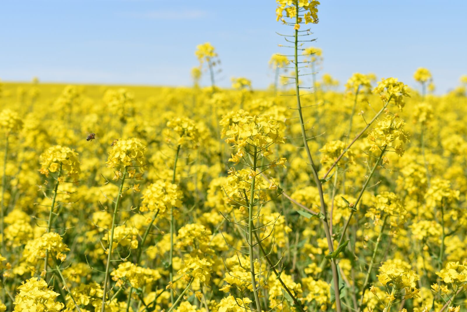 Nikon D3400 sample photo. Yellow, flowers, bee photography