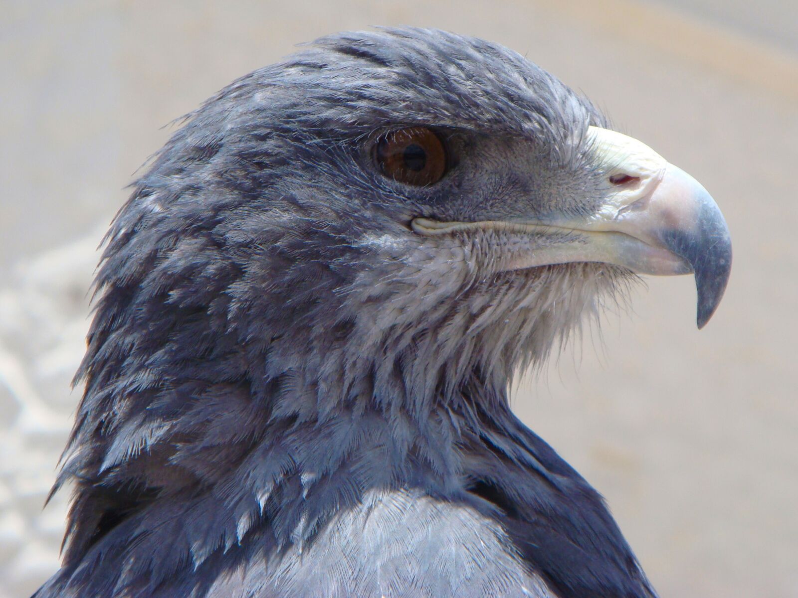 Sony DSC-T100 sample photo. Eagle, blue eagle, bird photography