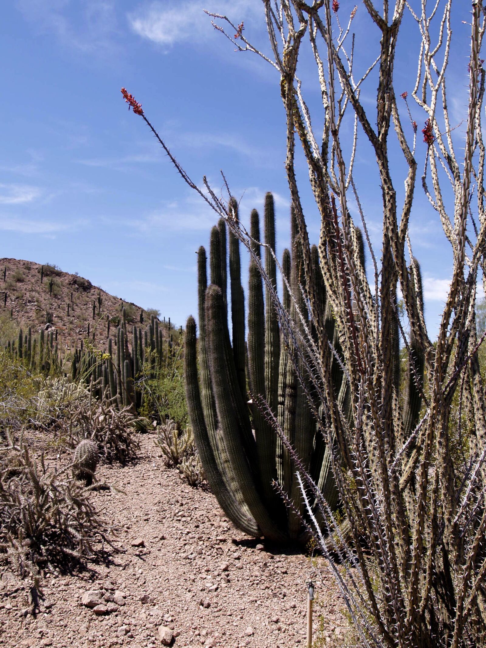 Olympus E-330 (EVOLT E-330) sample photo. Arizona, desert, cactus photography
