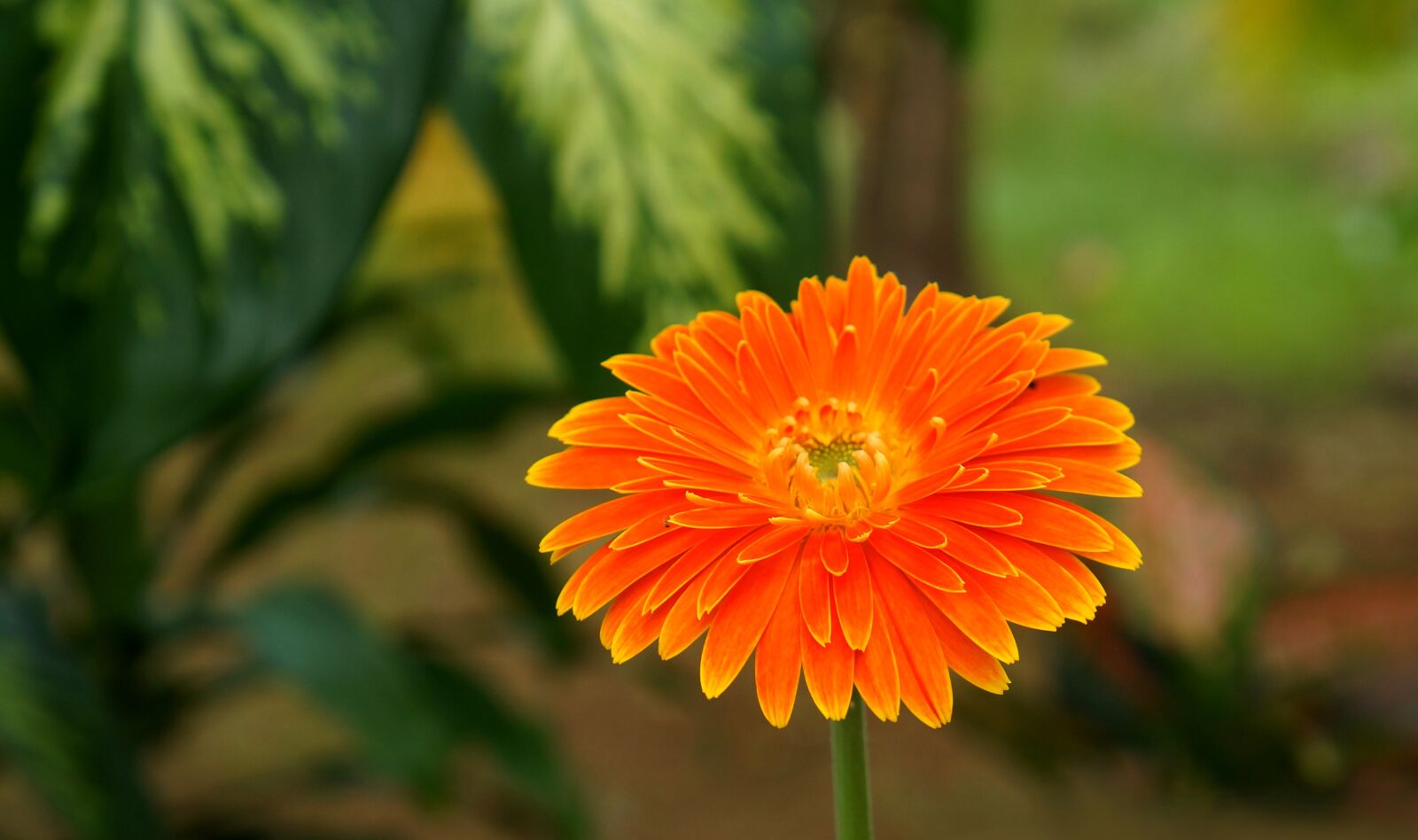 Sony Alpha NEX-F3 + Sony E 18-55mm F3.5-5.6 OSS sample photo. Natural, flower, flowers bloom photography