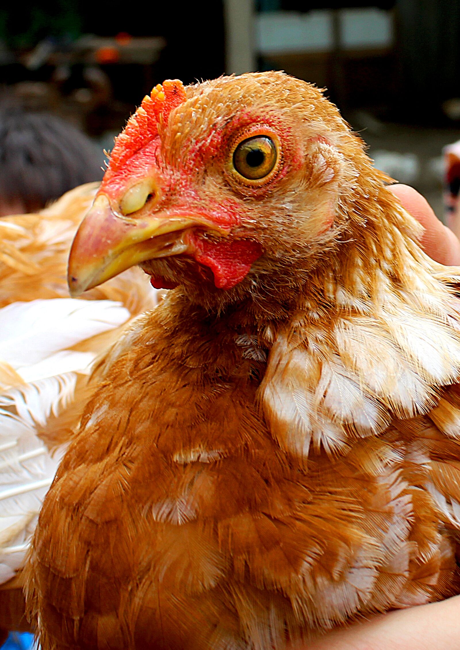 Canon EOS 1200D (EOS Rebel T5 / EOS Kiss X70 / EOS Hi) sample photo. Chicken, beak, bird photography
