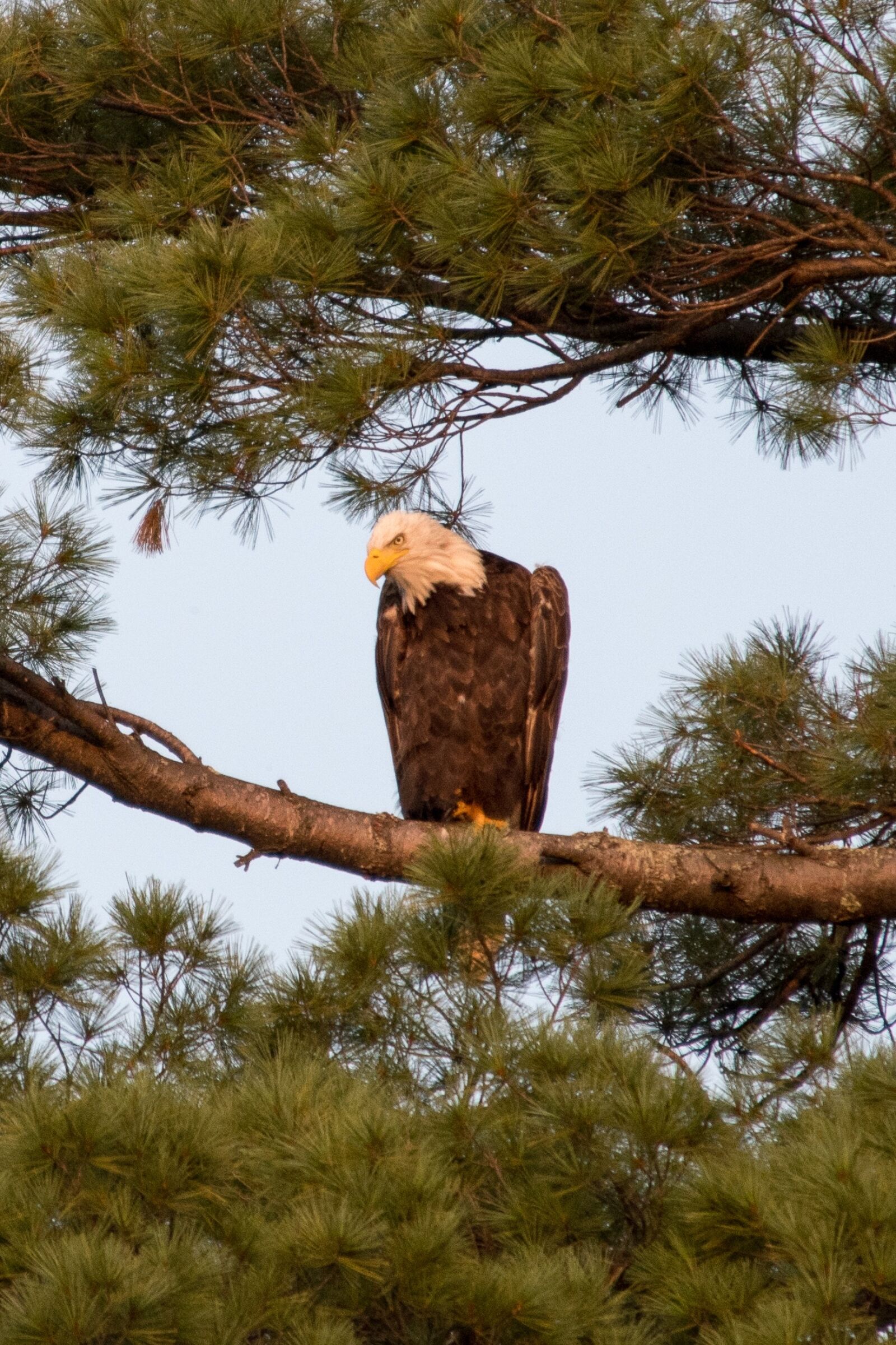 Nikon D500 sample photo. Bald eagle, america, nature photography