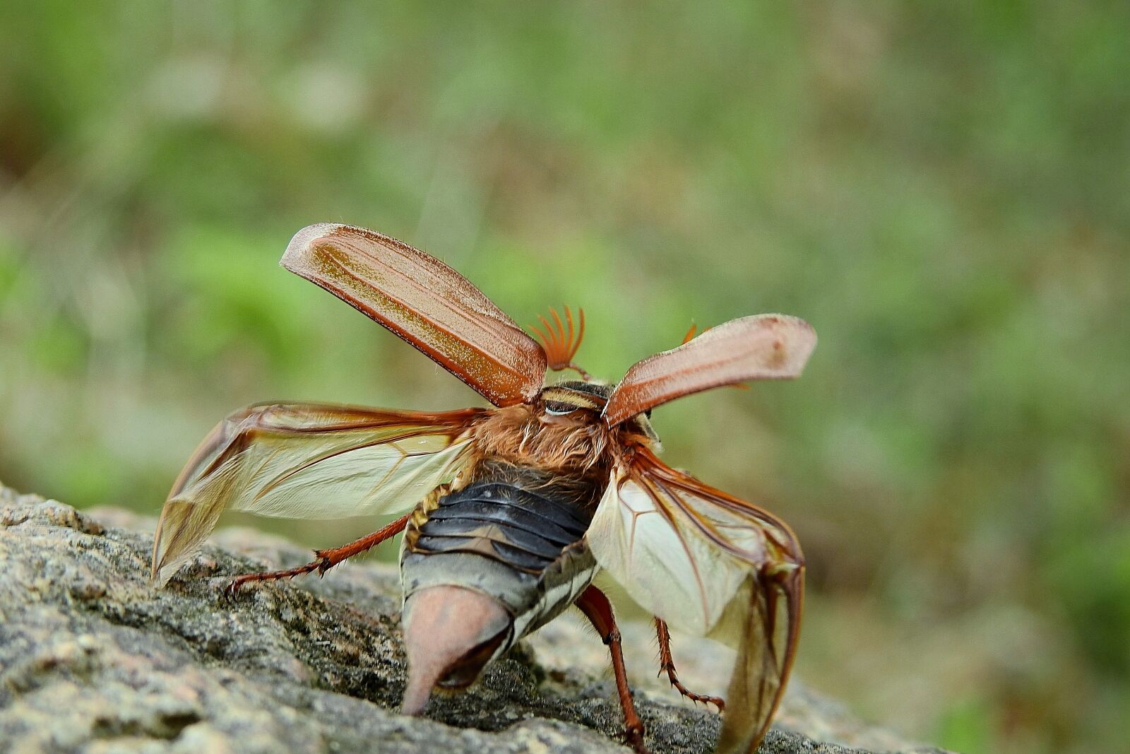 Nikon Coolpix P900 sample photo. Maybug, flight, insect photography