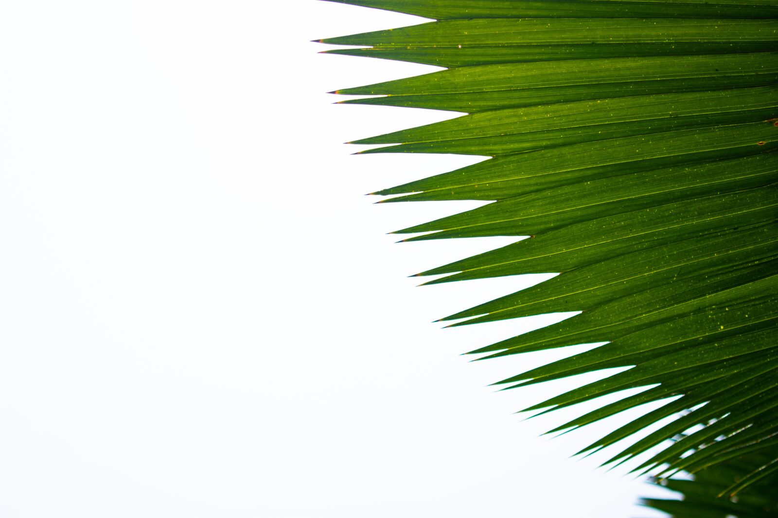 Nikon D3400 sample photo. Green, forrest, leaf photography