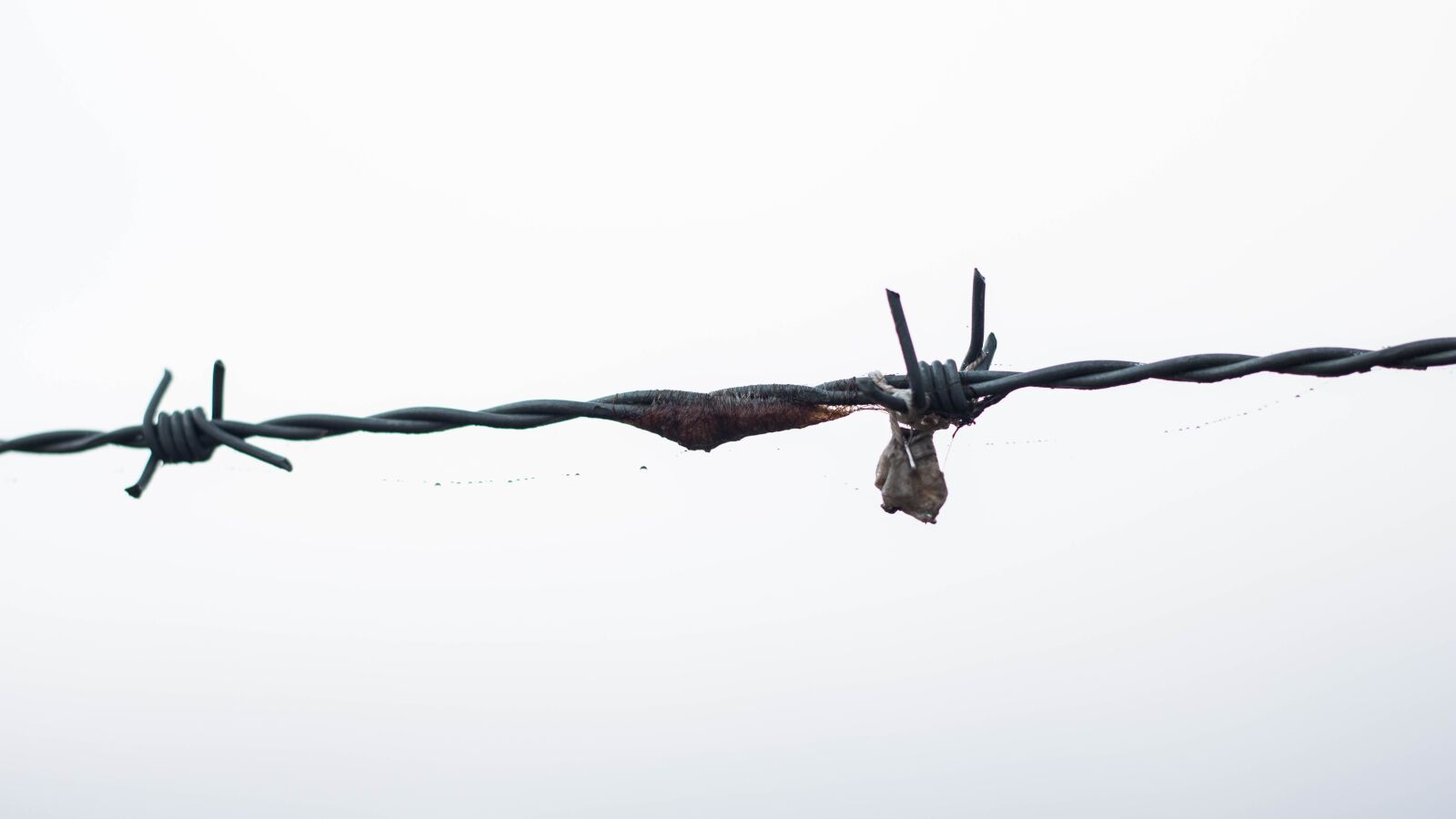 Canon EOS 750D (EOS Rebel T6i / EOS Kiss X8i) sample photo. Barbed wire, dangerous, scary photography