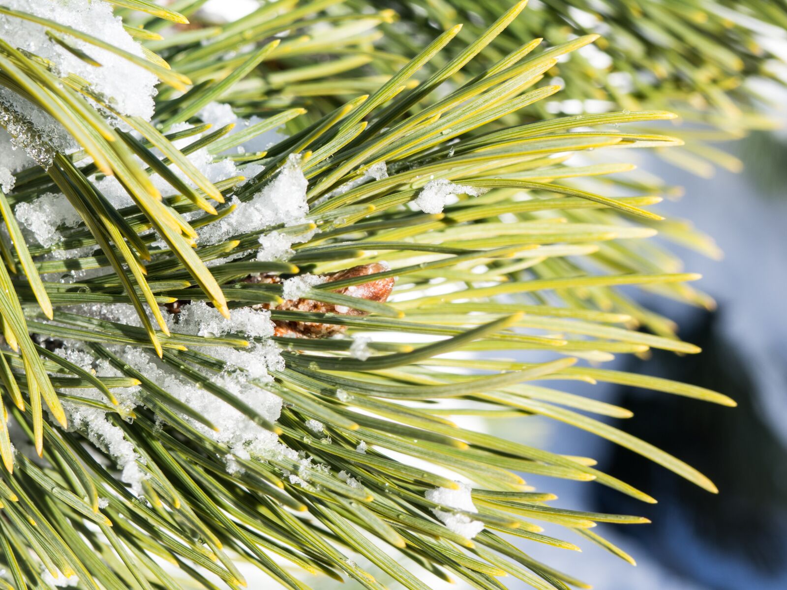 Olympus OM-D E-M10 sample photo. Spruce, green, leaf photography