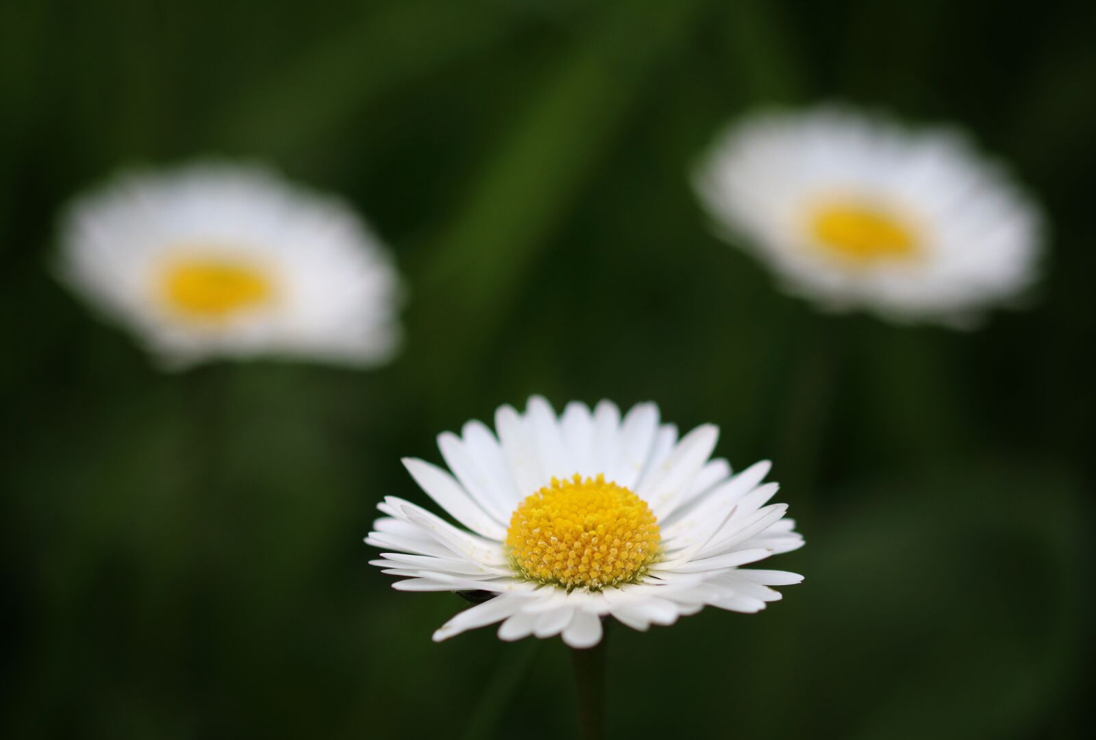 Canon EOS 80D sample photo. Daisies, flowers, england photography