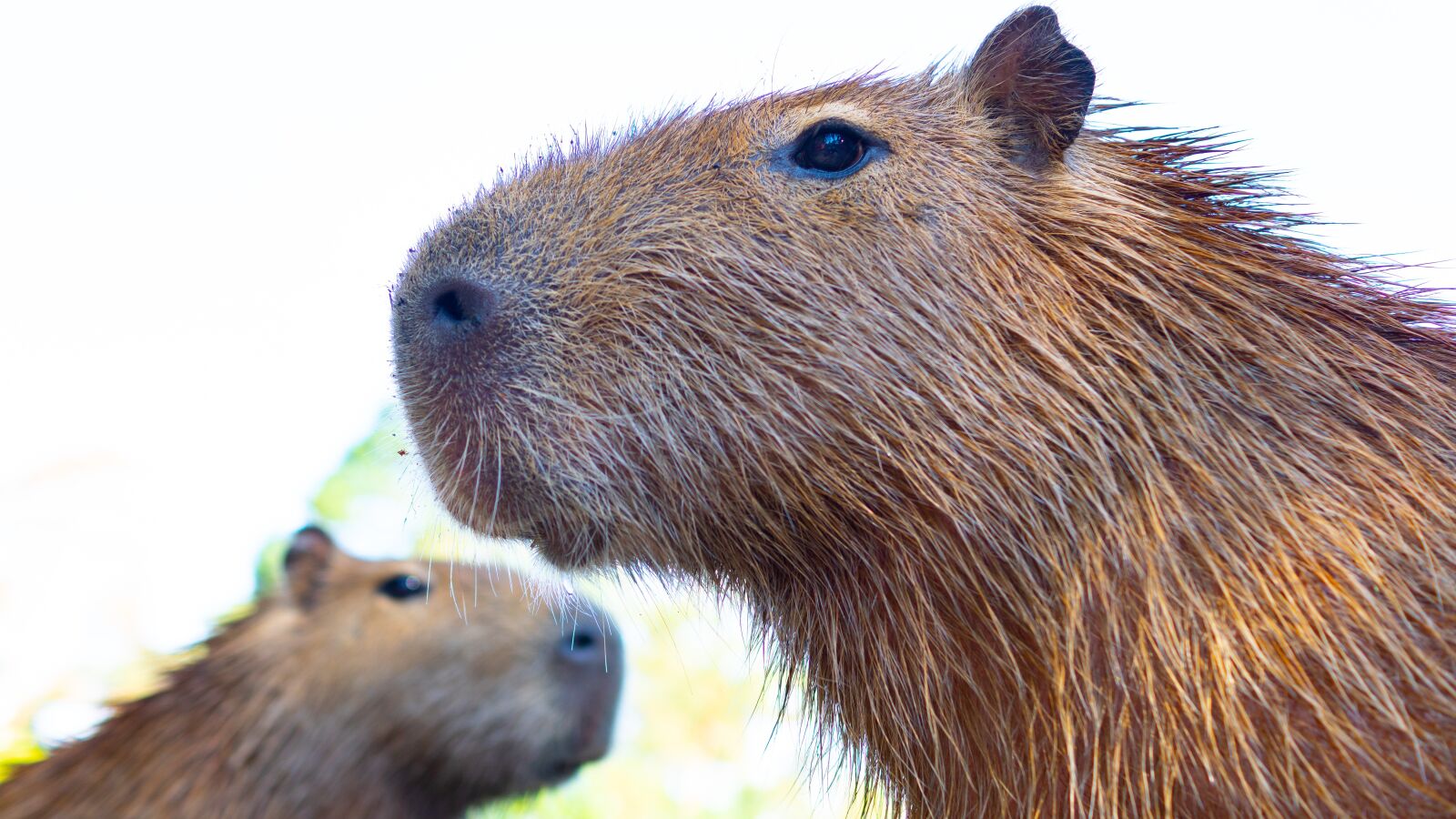 Sony DT 35mm F1.8 SAM sample photo. Capybara, rodent, nager photography