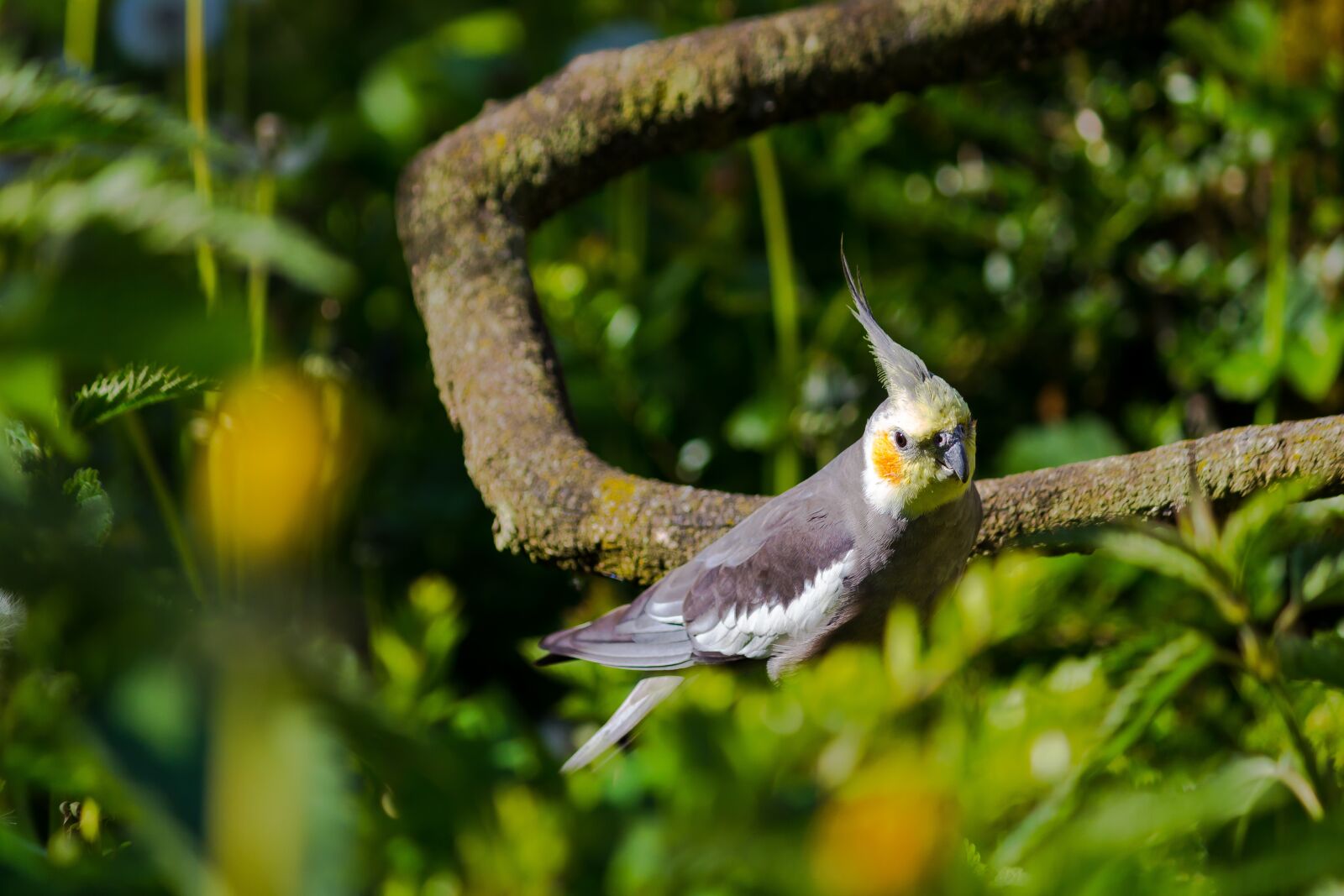 Canon EOS 700D (EOS Rebel T5i / EOS Kiss X7i) sample photo. Nature, animal world, bird photography
