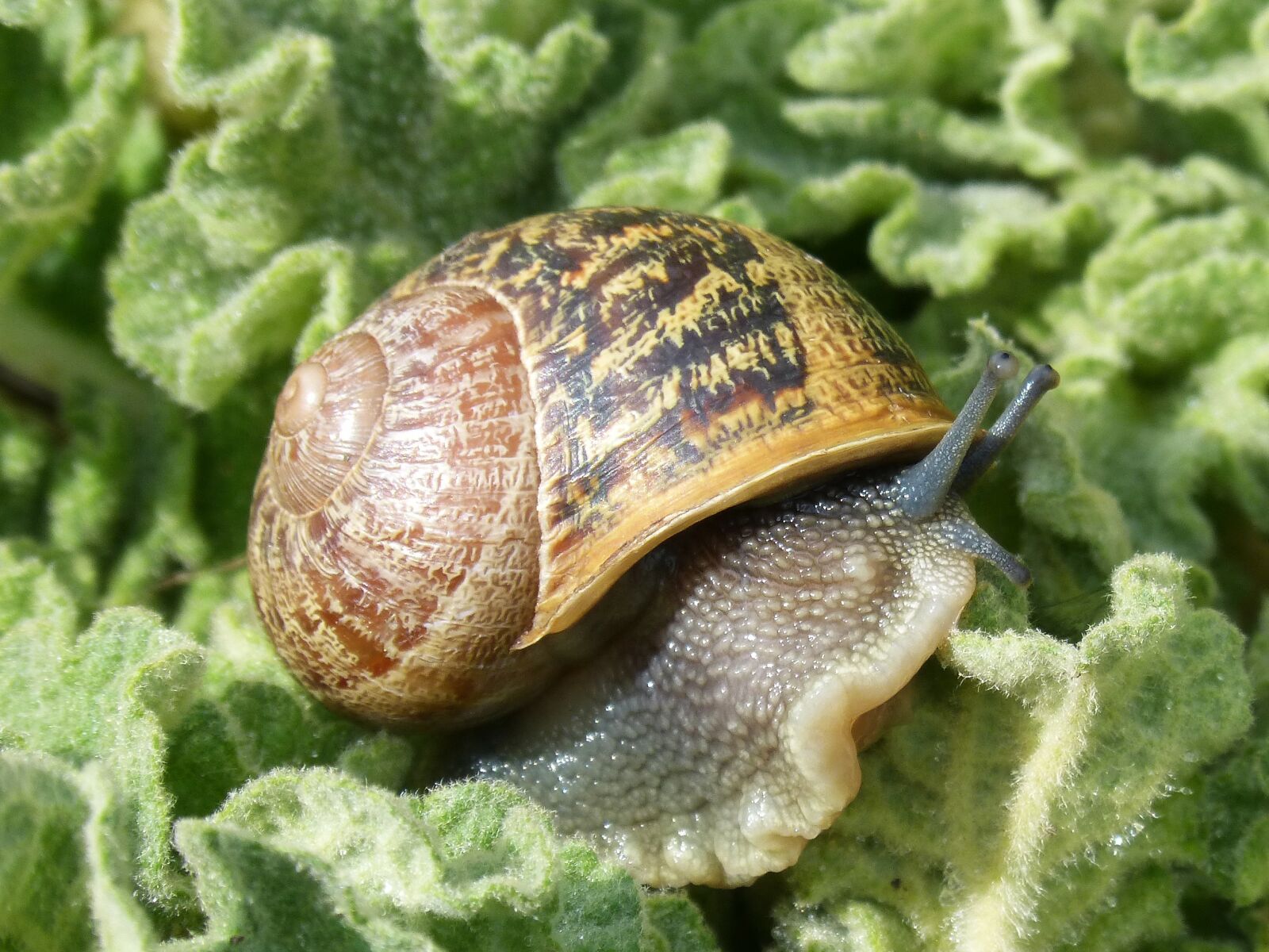 Panasonic DMC-FZ62 sample photo. Snail, gastropod, molluscum photography