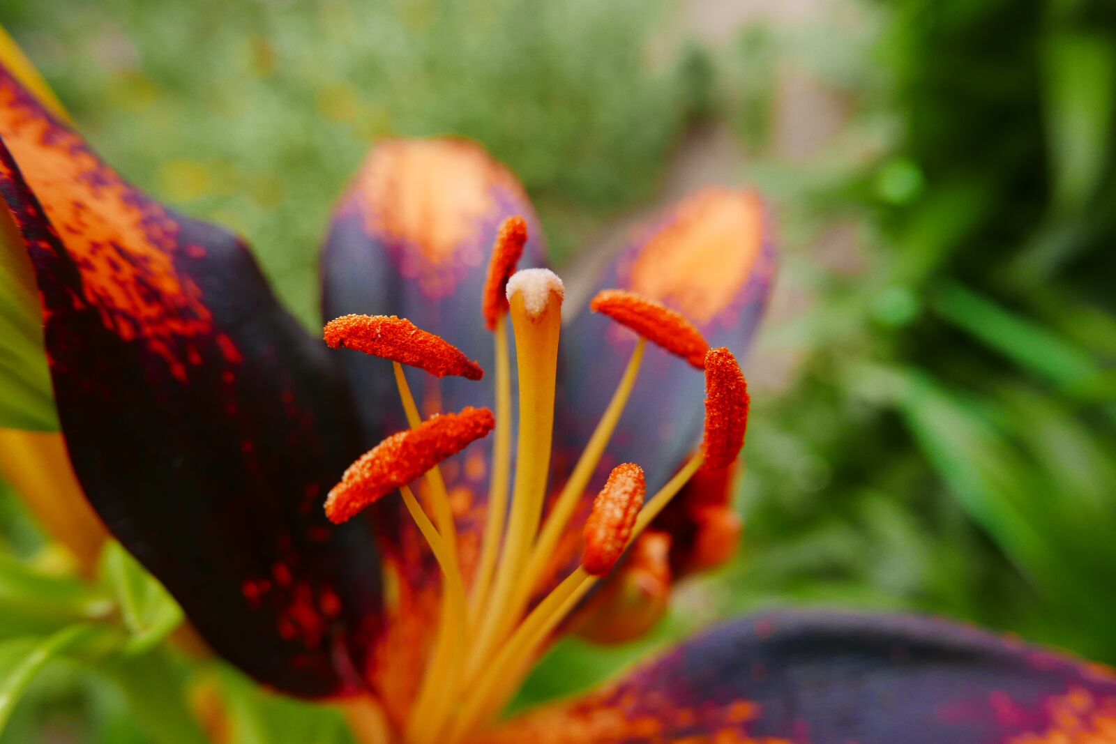 Panasonic Lumix DMC-LX100 sample photo. Flower, lily, pistil photography
