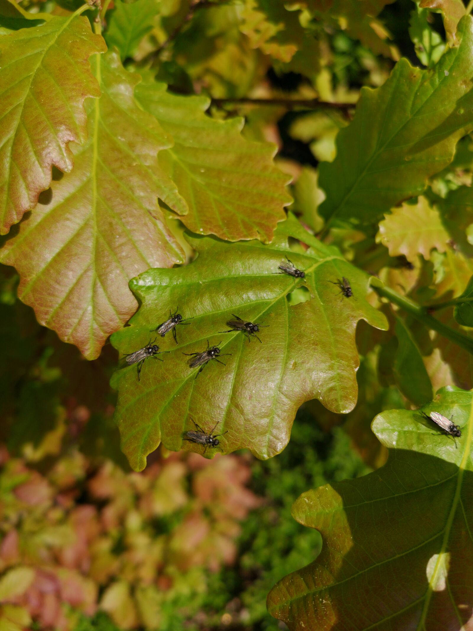 HUAWEI CLT-L29 sample photo. Flying, leaves, oak photography