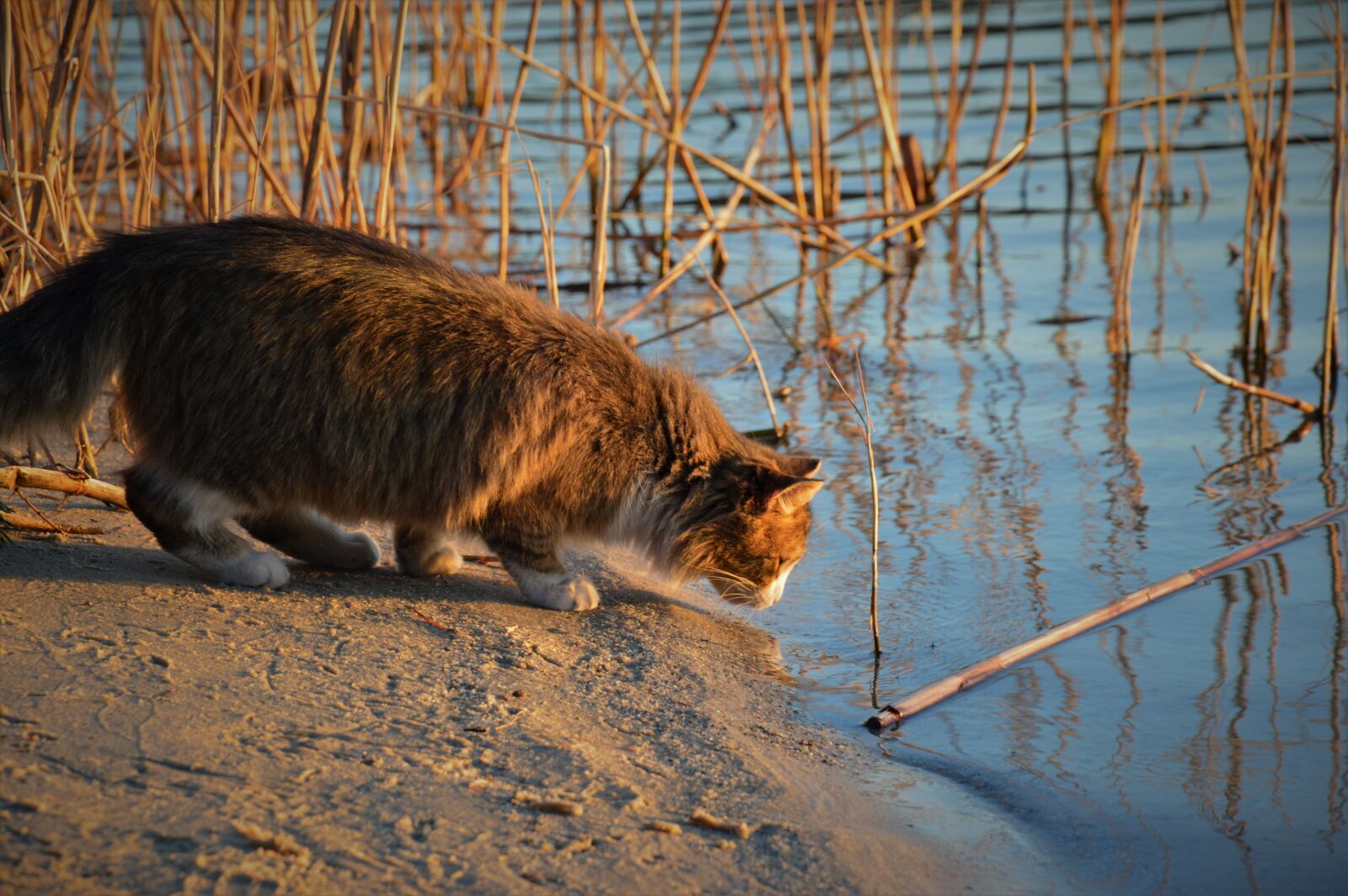 Nikon D3200 sample photo. Cat, water, pond photography