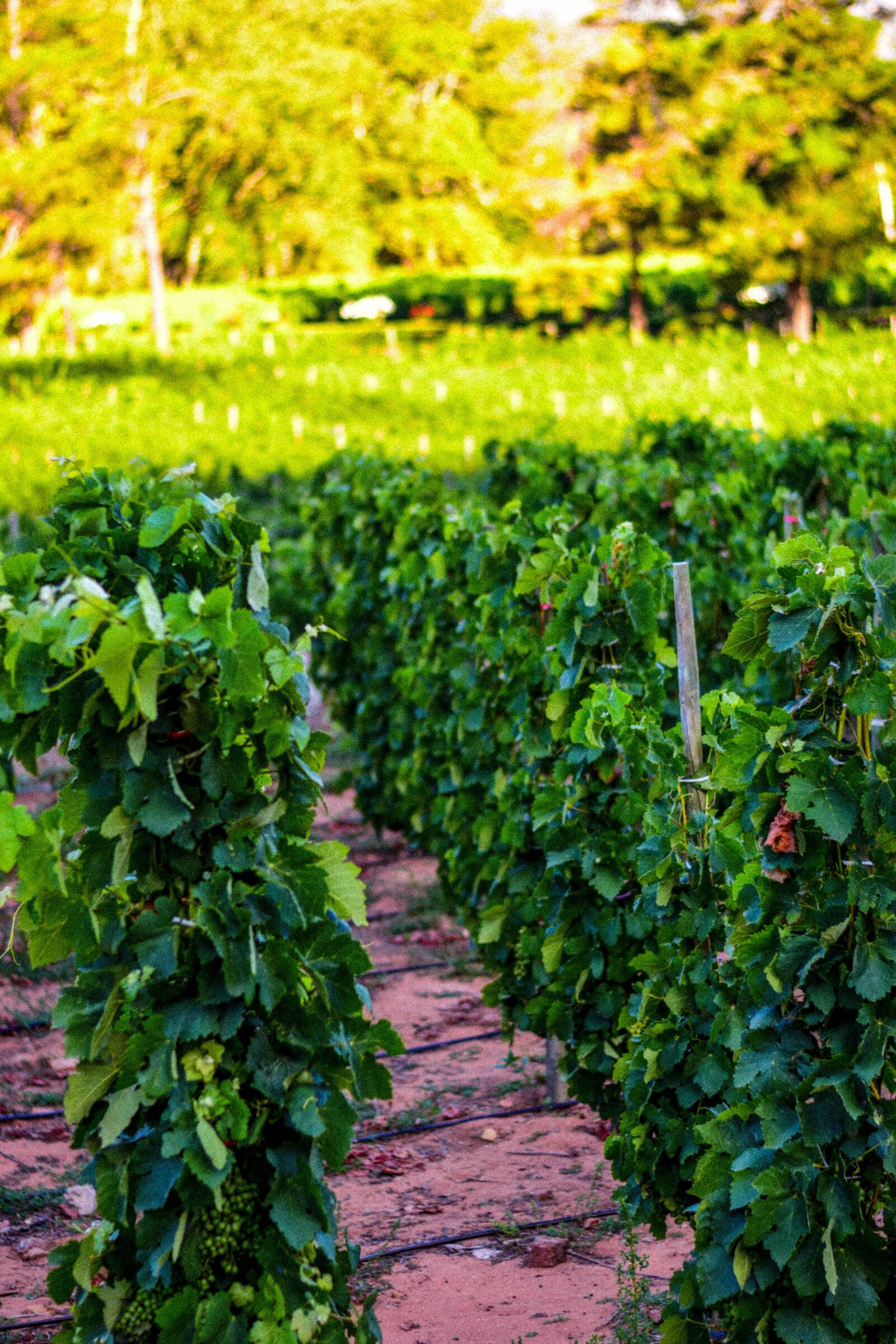 Nikon D5500 sample photo. Vines, trees, vineyard photography