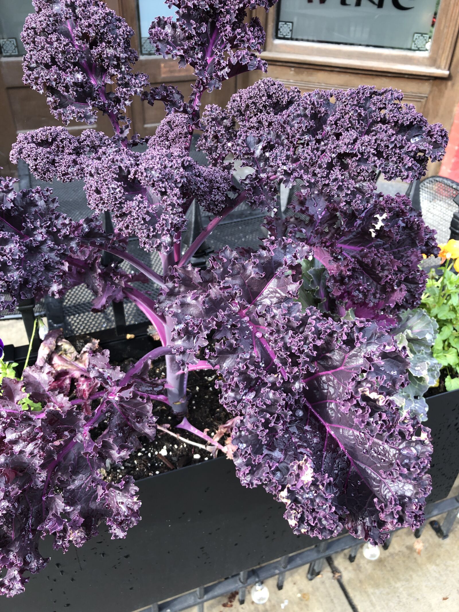 iPhone X back dual camera 4mm f/1.8 sample photo. Flowers, purple, plant photography