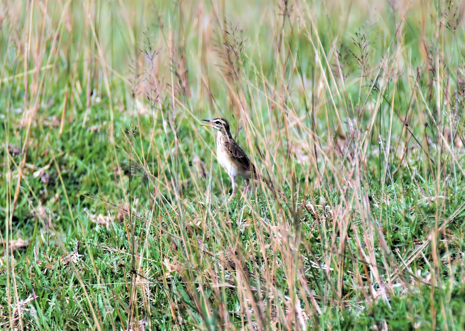 Olympus OM-D E-M1 sample photo. Outdoor, bird, fields photography