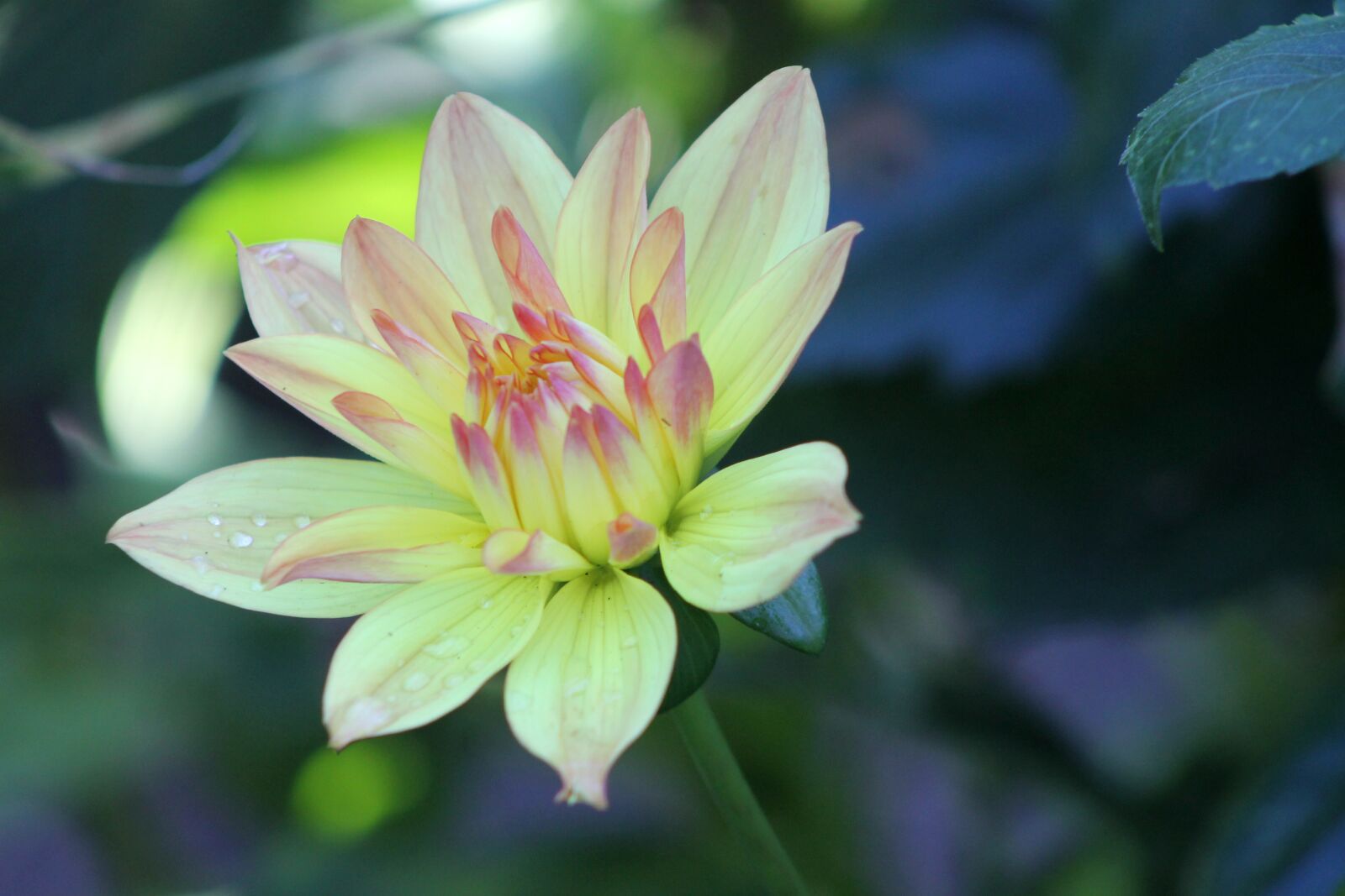 Canon EOS 1100D (EOS Rebel T3 / EOS Kiss X50) sample photo. Dahlia, flower, garden photography